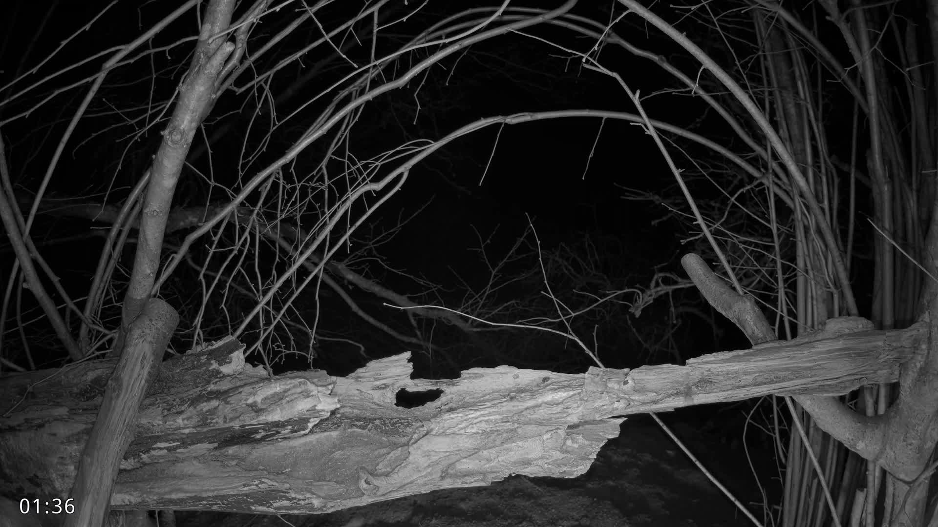 Dronninglund, Birds and Squirrels in the Forest Live Cam - Dronninglund, Bronderslev, Nordjylland(North Denmark), Denmark