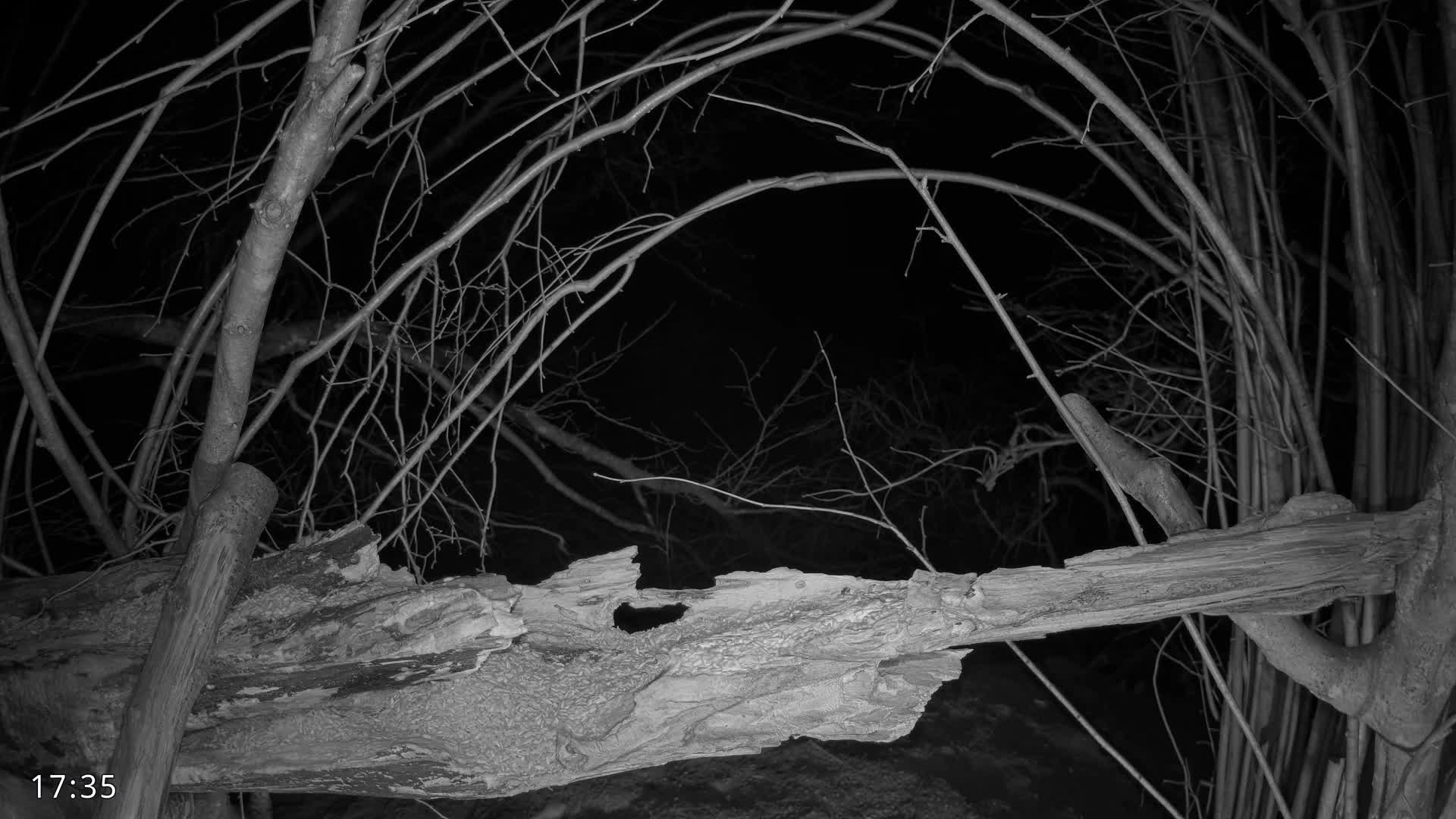 Dronninglund, Birds and Squirrels in the Forest Live Cam - Dronninglund, Bronderslev, Nordjylland(North Denmark), Denmark