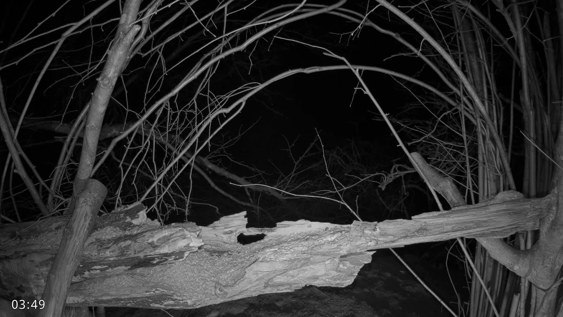 Dronninglund, Birds and Squirrels in the Forest Live Cam - Dronninglund, Bronderslev, Nordjylland(North Denmark), Denmark