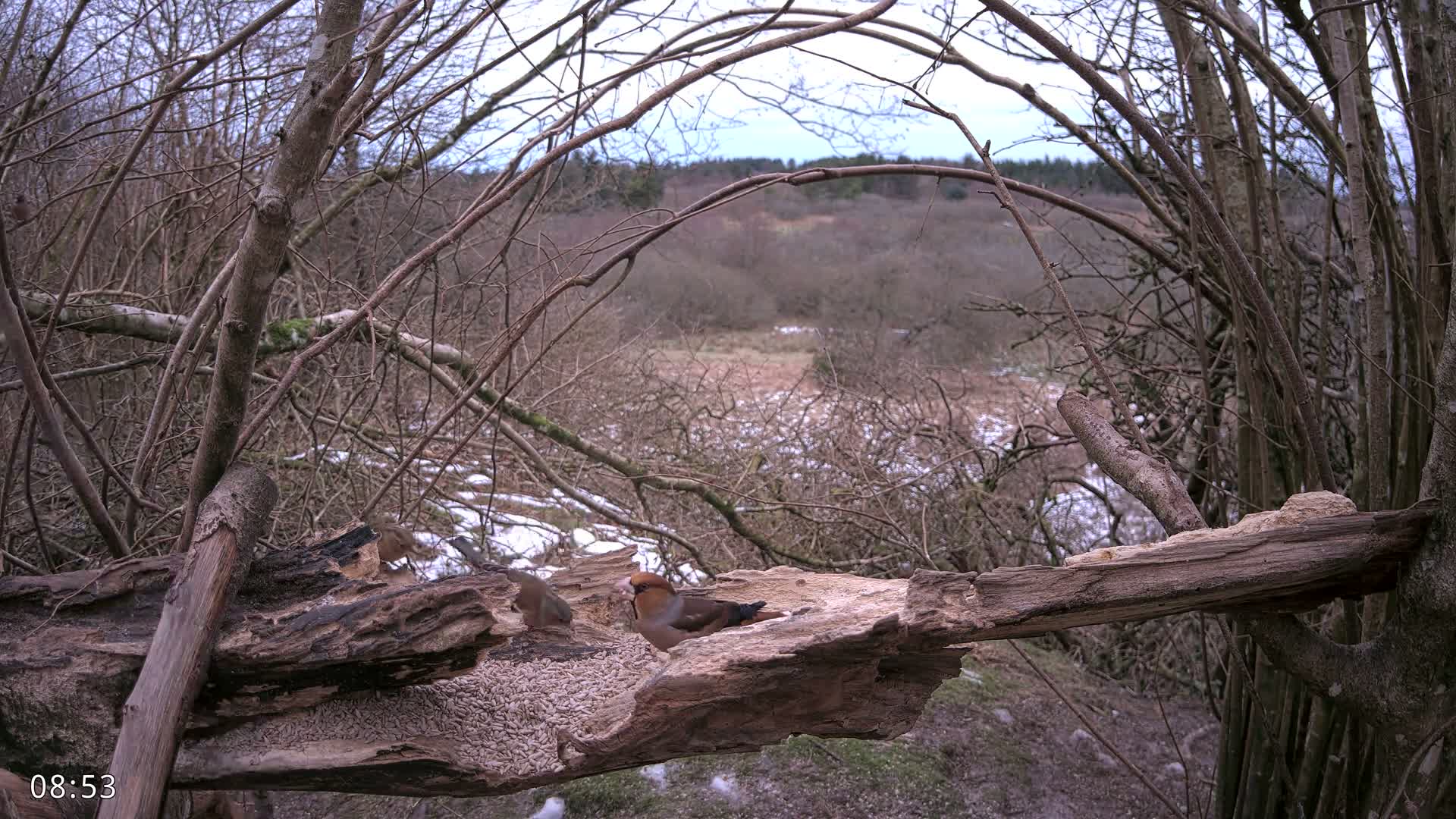 Dronninglund, Birds and Squirrels in the Forest Live Cam - Dronninglund, Bronderslev, Nordjylland(North Denmark), Denmark