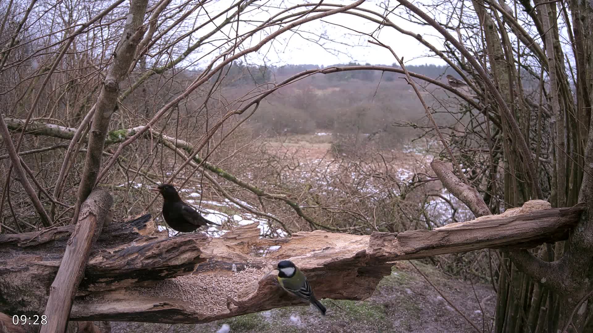Dronninglund, Birds and Squirrels in the Forest Live Cam - Dronninglund, Bronderslev, Nordjylland(North Denmark), Denmark