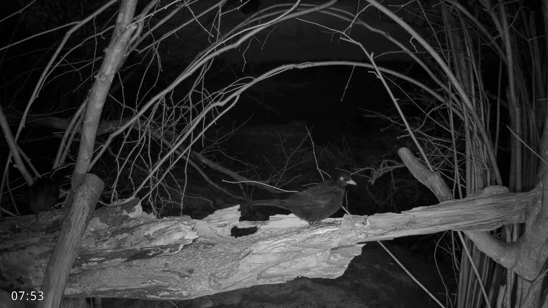 Dronninglund, Birds and Squirrels in the Forest Live Cam - Dronninglund, Bronderslev, Nordjylland(North Denmark), Denmark