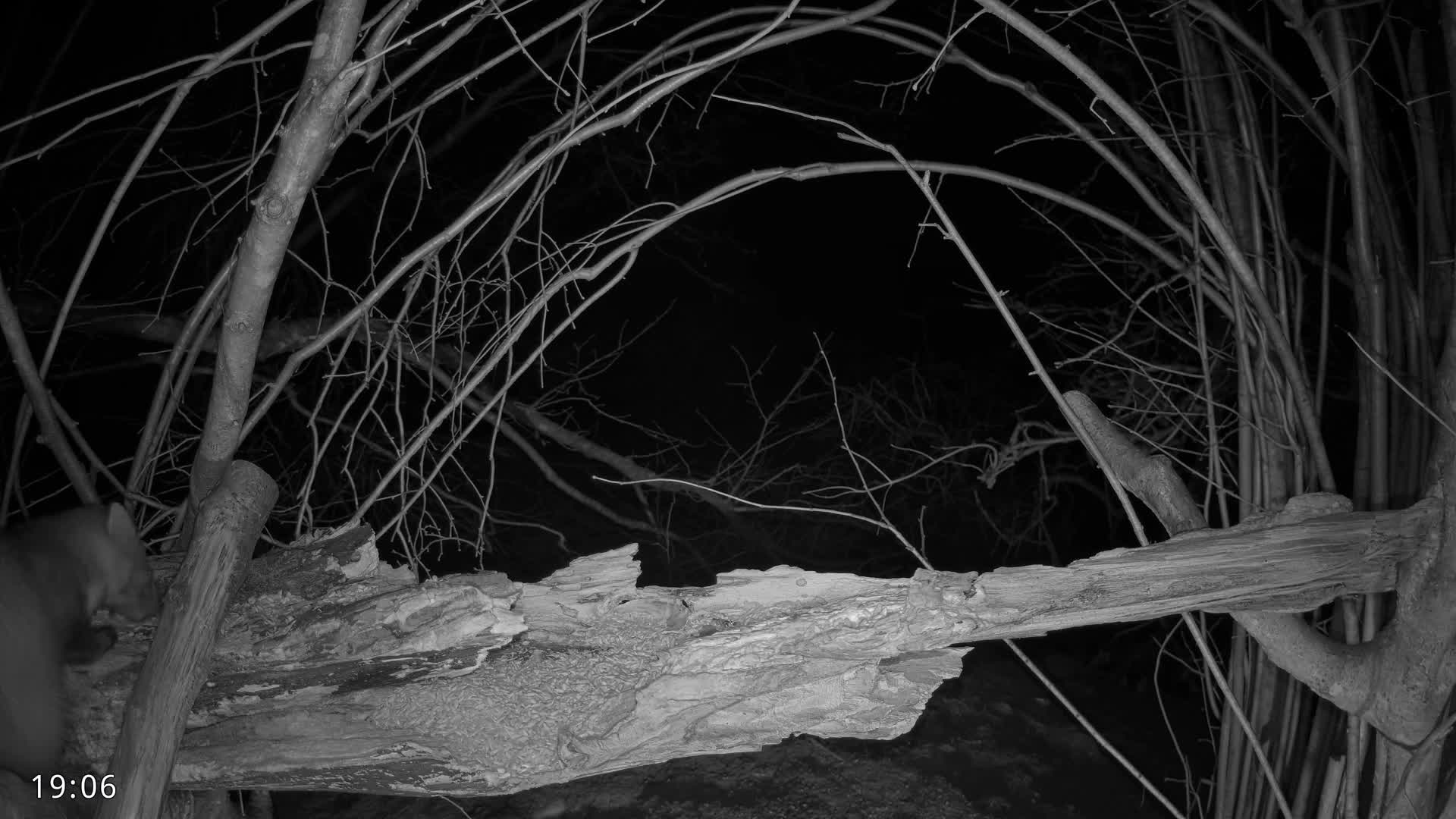 Dronninglund, Birds and Squirrels in the Forest Live Cam - Dronninglund, Bronderslev, Nordjylland(North Denmark), Denmark
