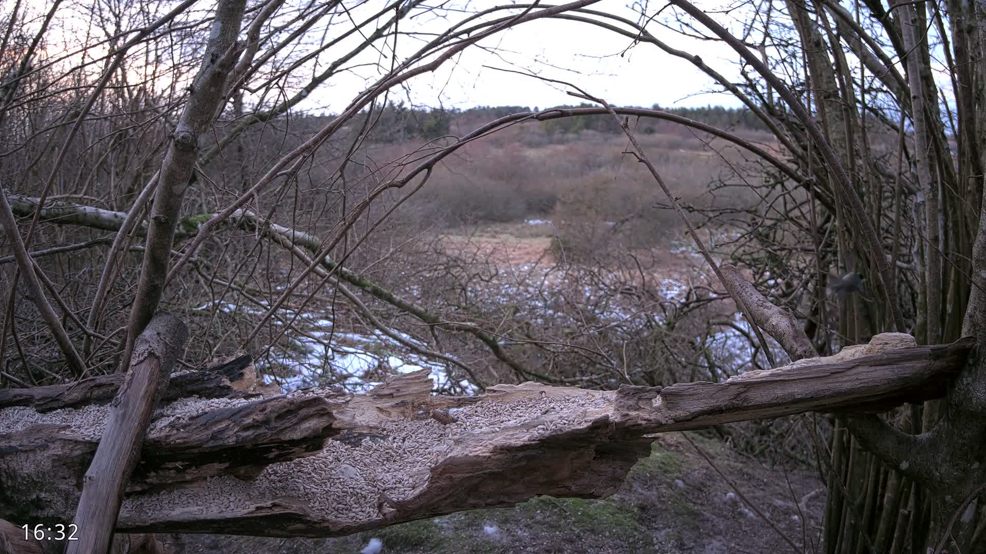 Dronninglund, Birds and Squirrels in the Forest Live Cam - Dronninglund, Bronderslev, Nordjylland(North Denmark), Denmark