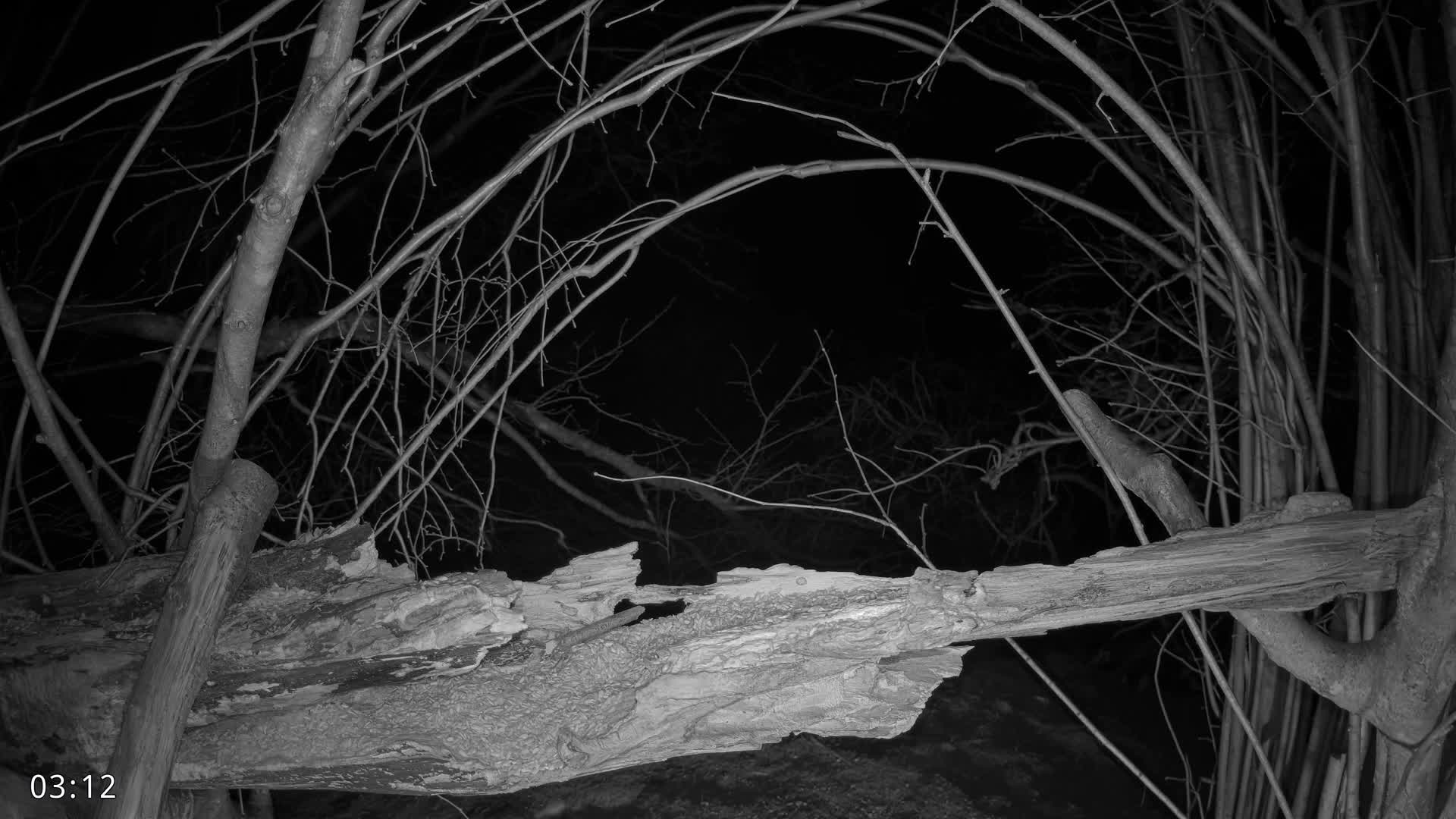 Dronninglund, Birds and Squirrels in the Forest Live Cam - Dronninglund, Bronderslev, Nordjylland(North Denmark), Denmark