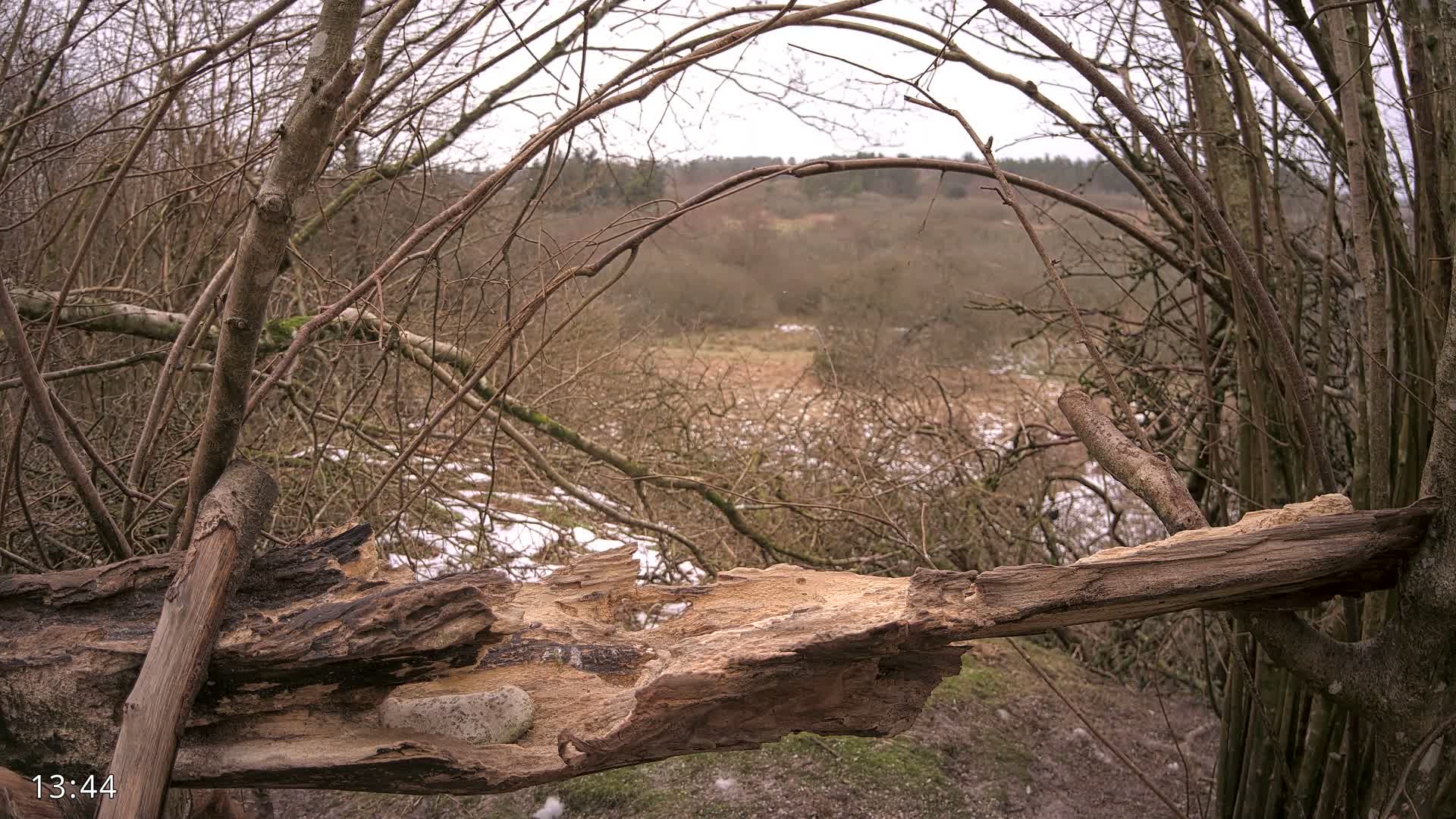 Dronninglund, Birds and Squirrels in the Forest Live Cam - Dronninglund, Bronderslev, Nordjylland(North Denmark), Denmark