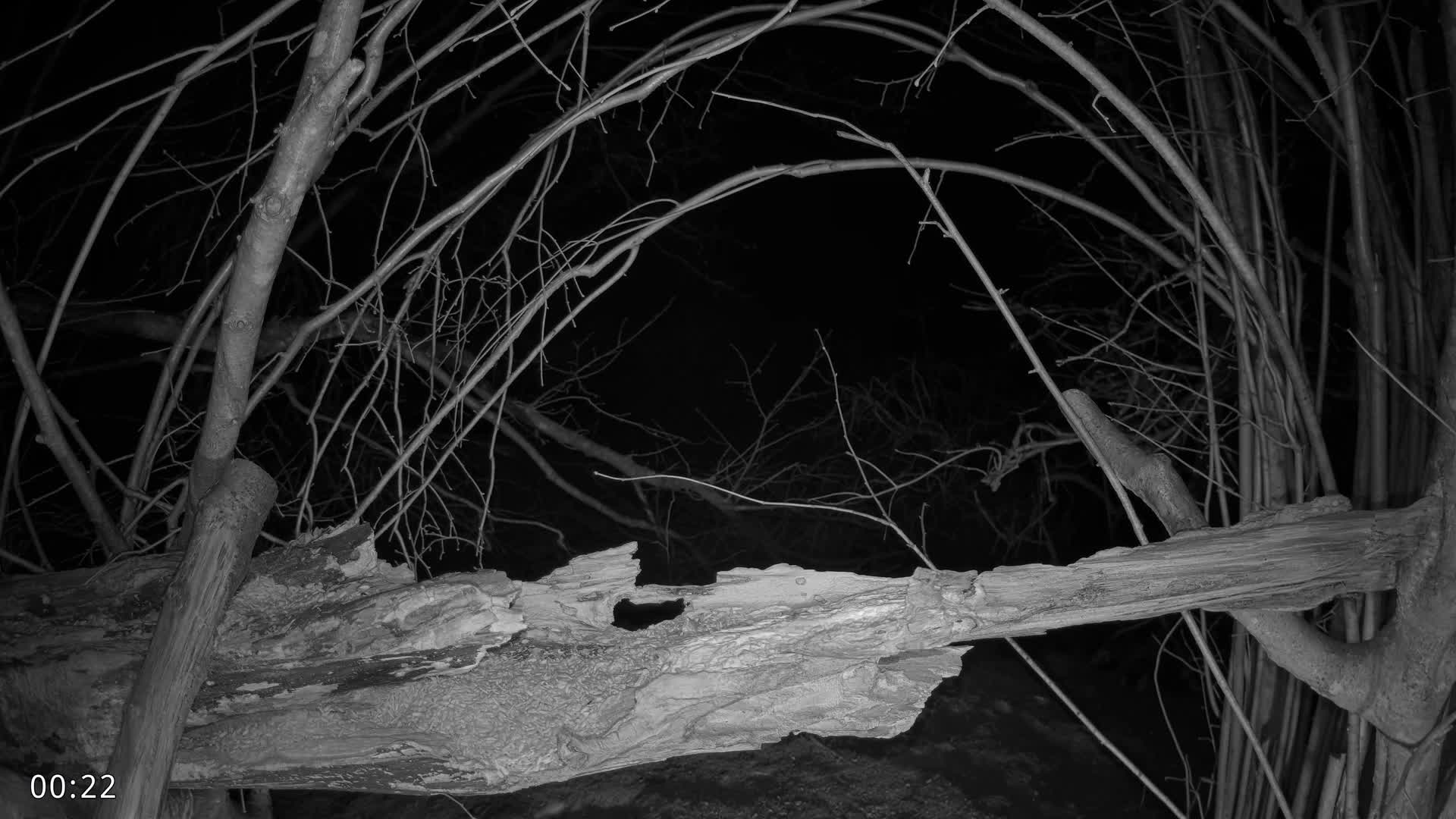 Dronninglund, Birds and Squirrels in the Forest Live Cam - Dronninglund, Bronderslev, Nordjylland(North Denmark), Denmark