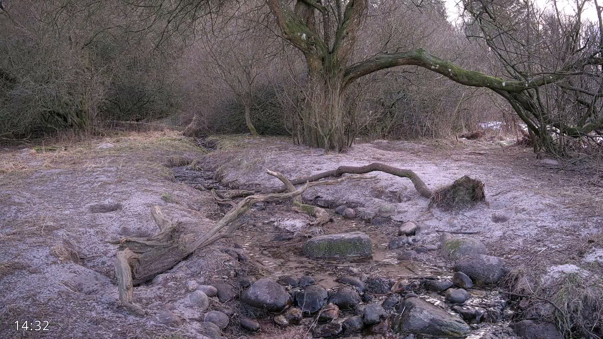 Dronninglund, Birds and Squirrels in the Forest Live Cam - Dronninglund, Bronderslev, Nordjylland(North Denmark), Denmark