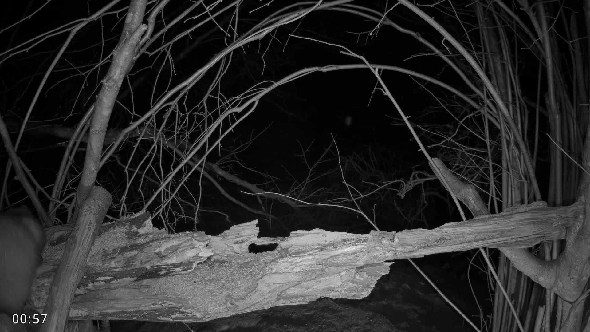 Dronninglund, Birds and Squirrels in the Forest Live Cam - Dronninglund, Bronderslev, Nordjylland(North Denmark), Denmark