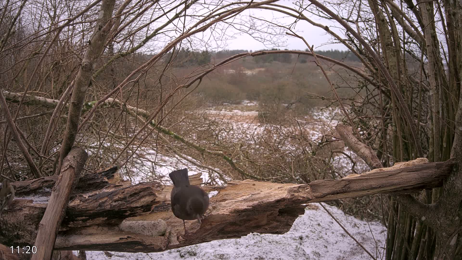 Dronninglund, Birds and Squirrels in the Forest Live Cam - Dronninglund, Bronderslev, Nordjylland(North Denmark), Denmark
