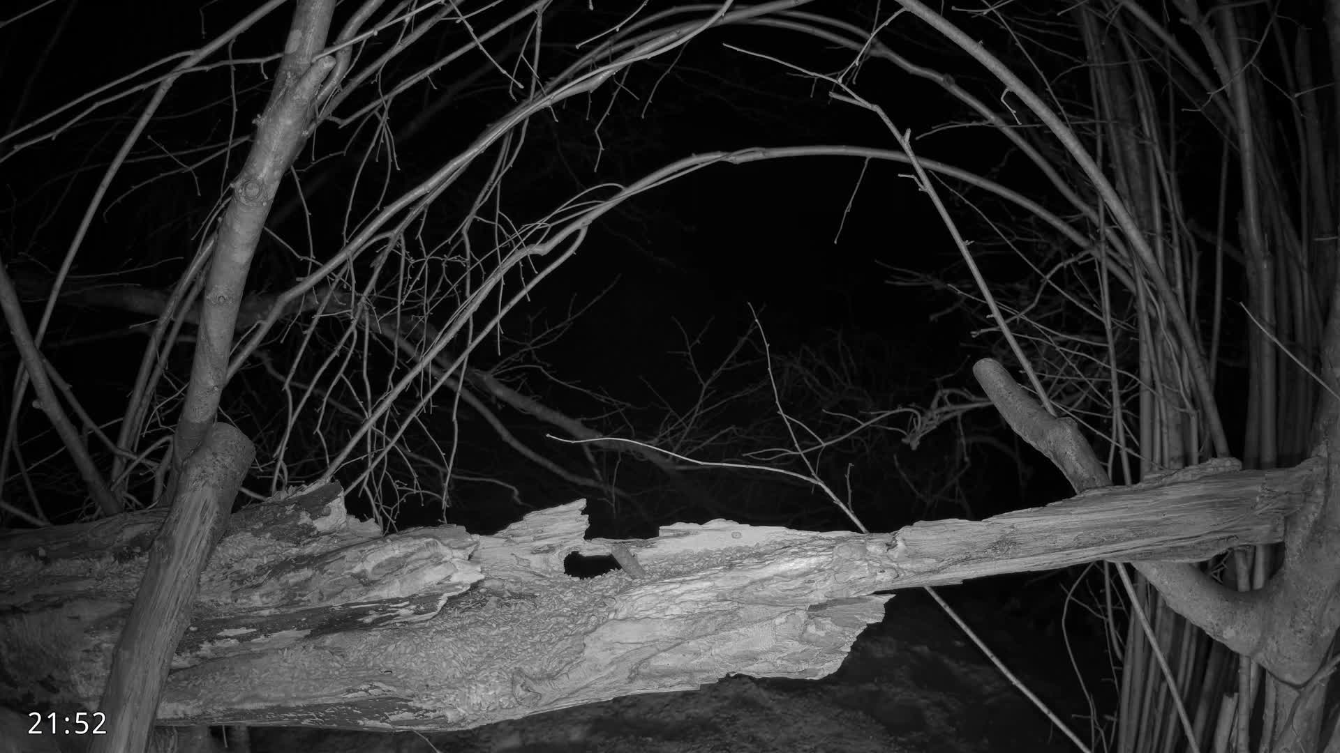Dronninglund, Birds and Squirrels in the Forest Live Cam - Dronninglund, Bronderslev, Nordjylland(North Denmark), Denmark