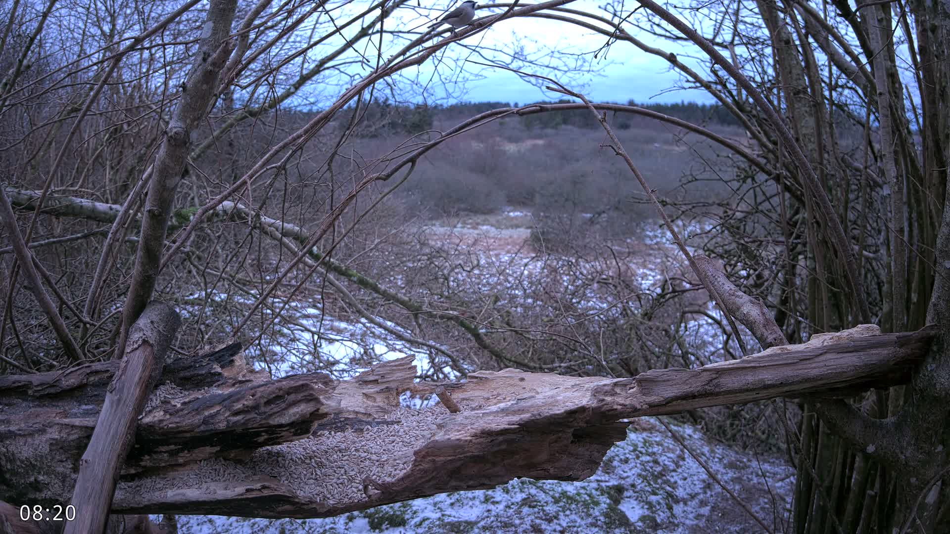 Dronninglund, Birds and Squirrels in the Forest Live Cam - Dronninglund, Bronderslev, Nordjylland(North Denmark), Denmark