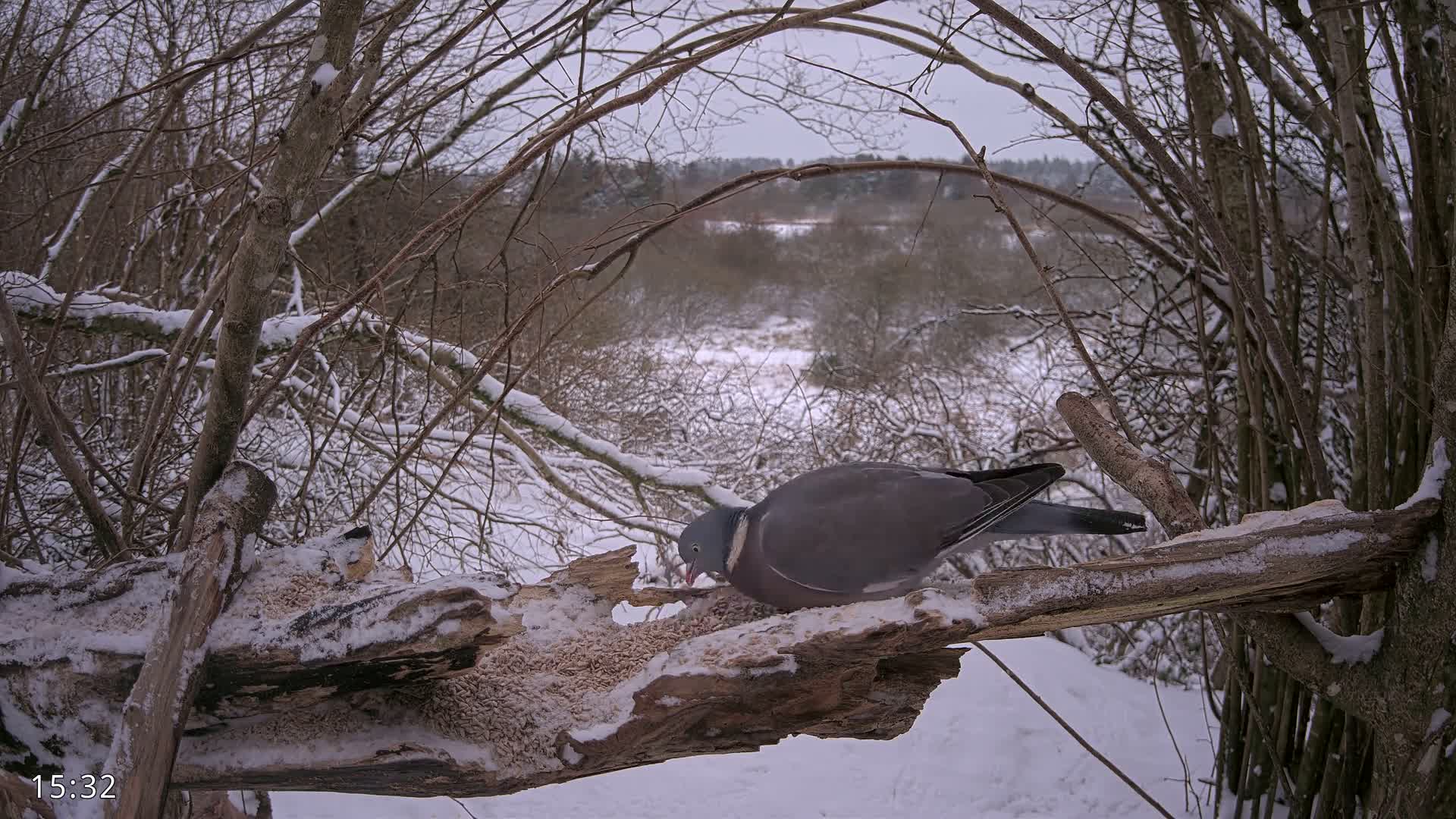 Dronninglund, Birds and Squirrels in the Forest Live Cam - Dronninglund, Bronderslev, Nordjylland(North Denmark), Denmark