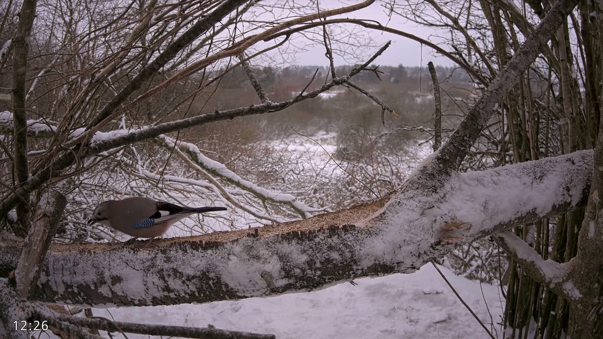 Dronninglund, Birds and Squirrels in the Forest Live Cam - Dronninglund, Bronderslev, Nordjylland(North Denmark), Denmark