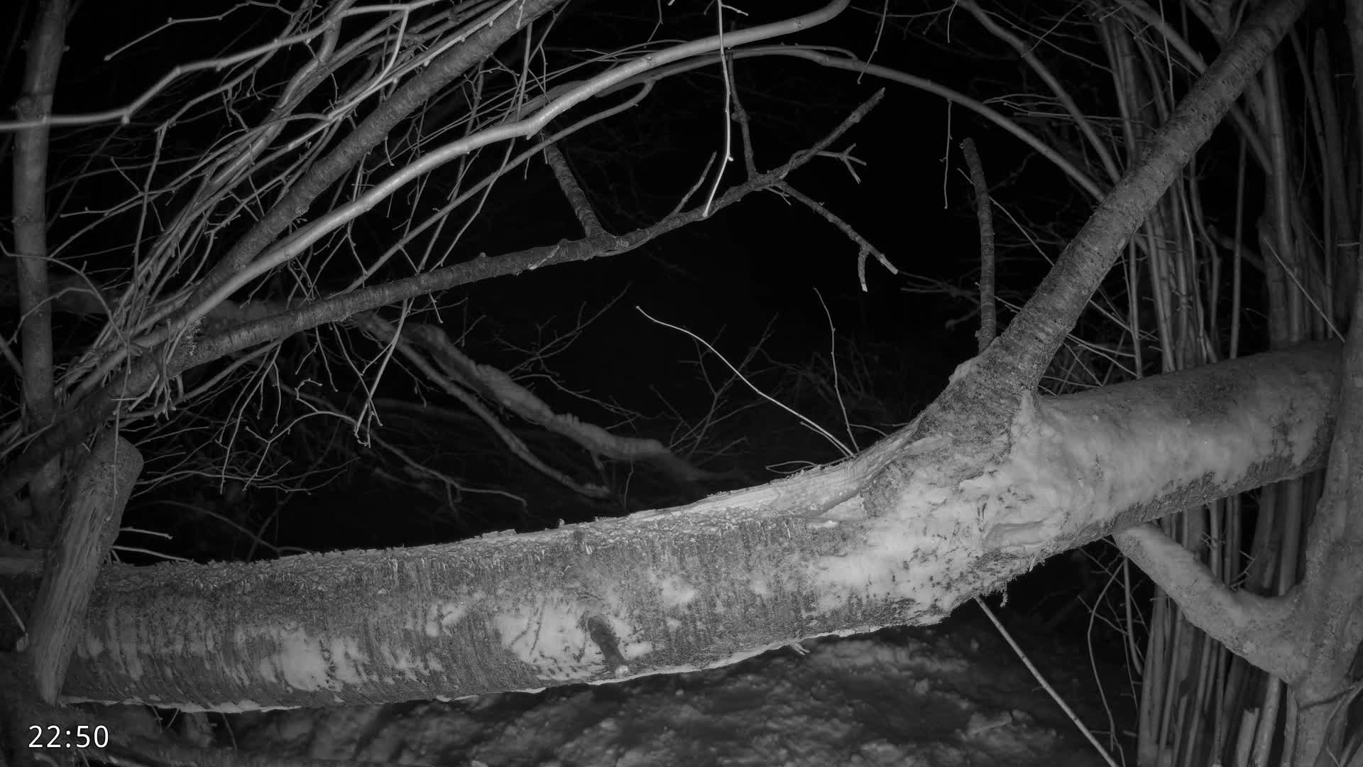 Dronninglund, Birds and Squirrels in the Forest Live Cam - Dronninglund, Bronderslev, Nordjylland(North Denmark), Denmark