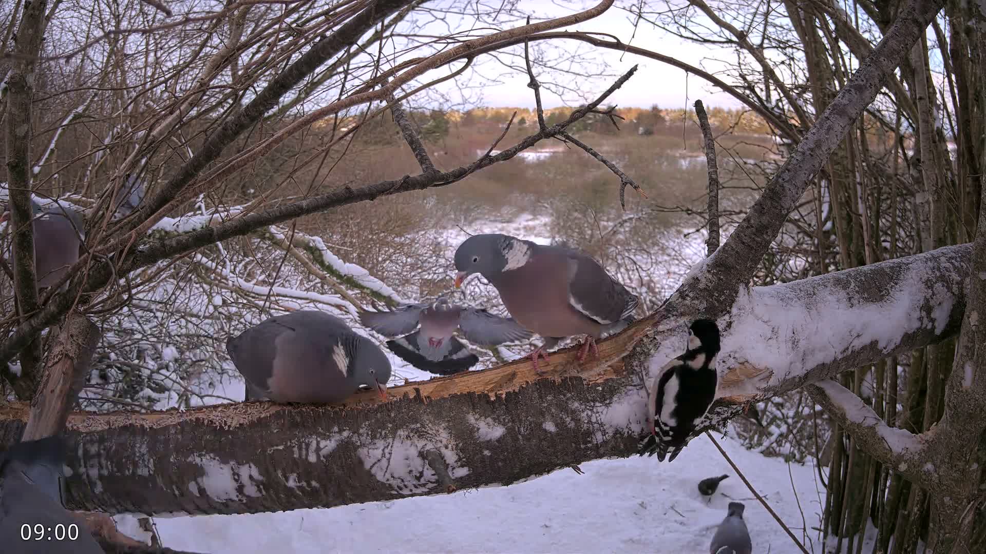 Dronninglund, Birds and Squirrels in the Forest Live Cam - Dronninglund, Bronderslev, Nordjylland(North Denmark), Denmark