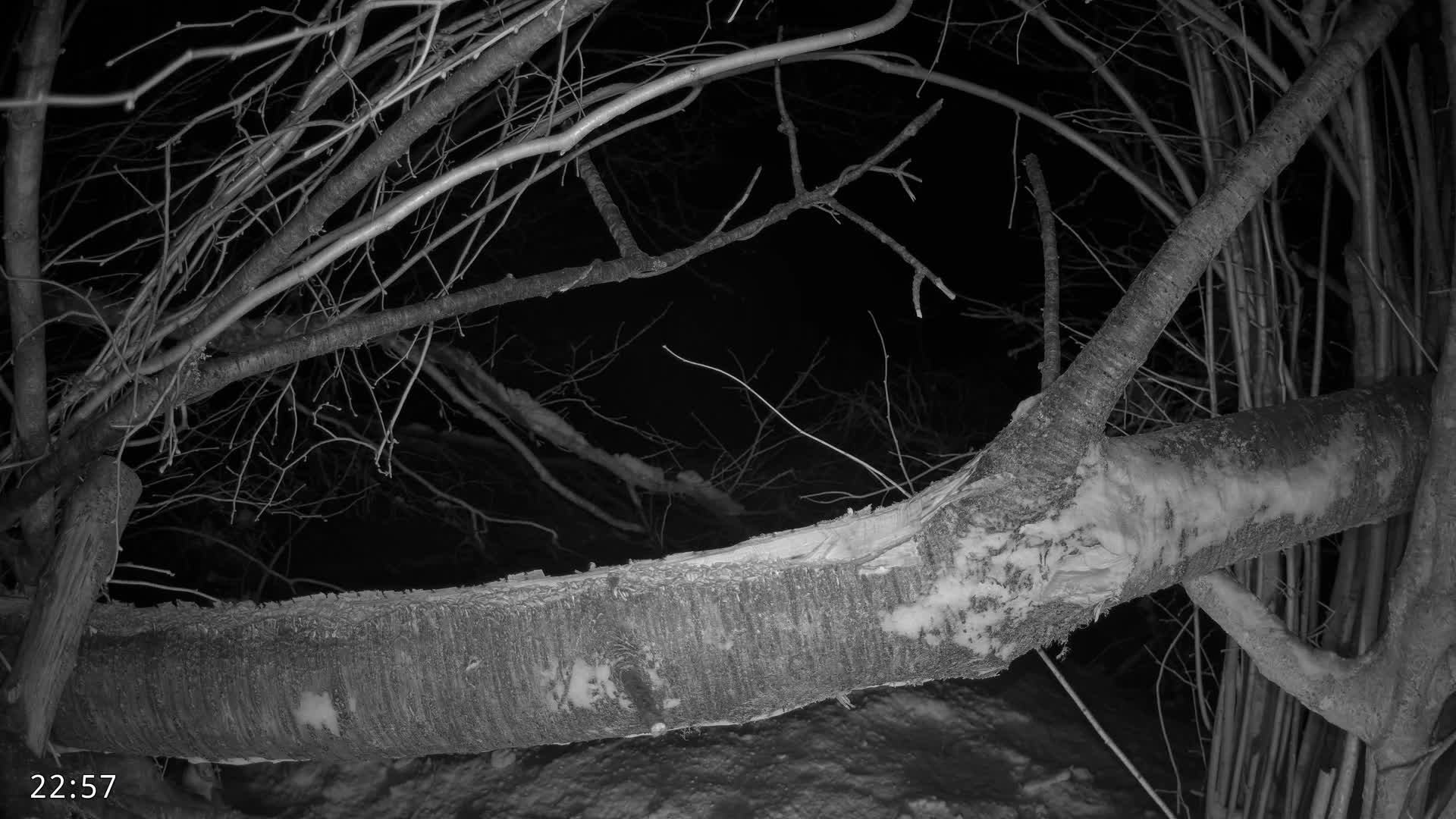 Dronninglund, Birds and Squirrels in the Forest Live Cam - Dronninglund, Bronderslev, Nordjylland(North Denmark), Denmark