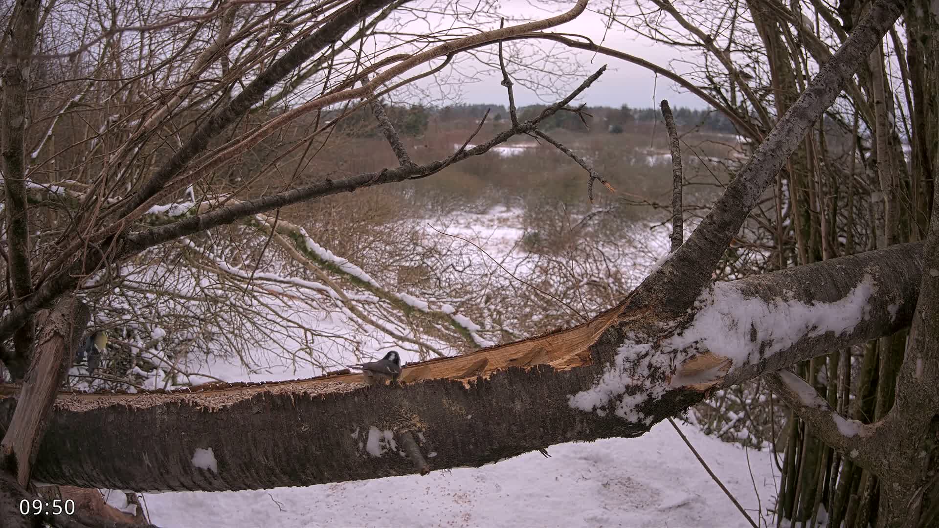 Dronninglund, Birds and Squirrels in the Forest Live Cam - Dronninglund, Bronderslev, Nordjylland(North Denmark), Denmark