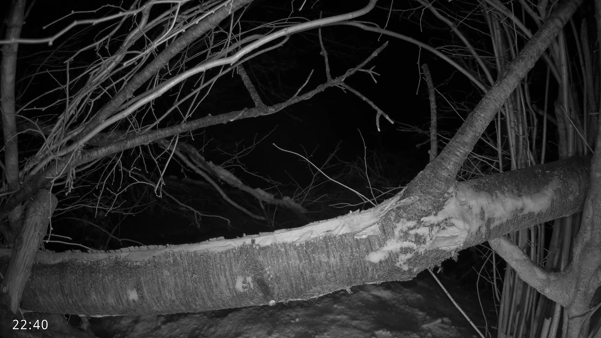 Dronninglund, Birds and Squirrels in the Forest Live Cam - Dronninglund, Bronderslev, Nordjylland(North Denmark), Denmark