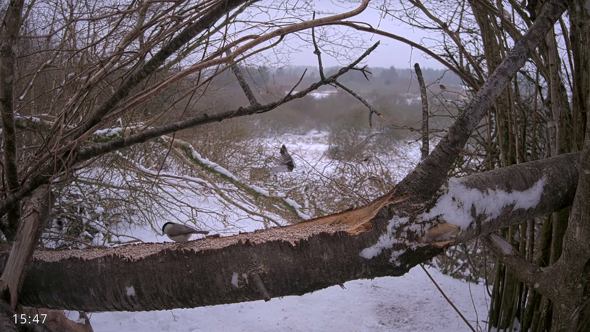 Dronninglund, Birds and Squirrels in the Forest Live Cam - Dronninglund, Bronderslev, Nordjylland(North Denmark), Denmark
