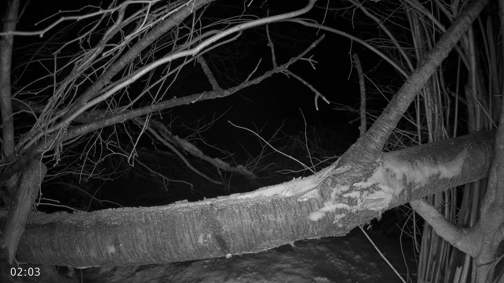 Dronninglund, Birds and Squirrels in the Forest Live Cam - Dronninglund, Bronderslev, Nordjylland(North Denmark), Denmark
