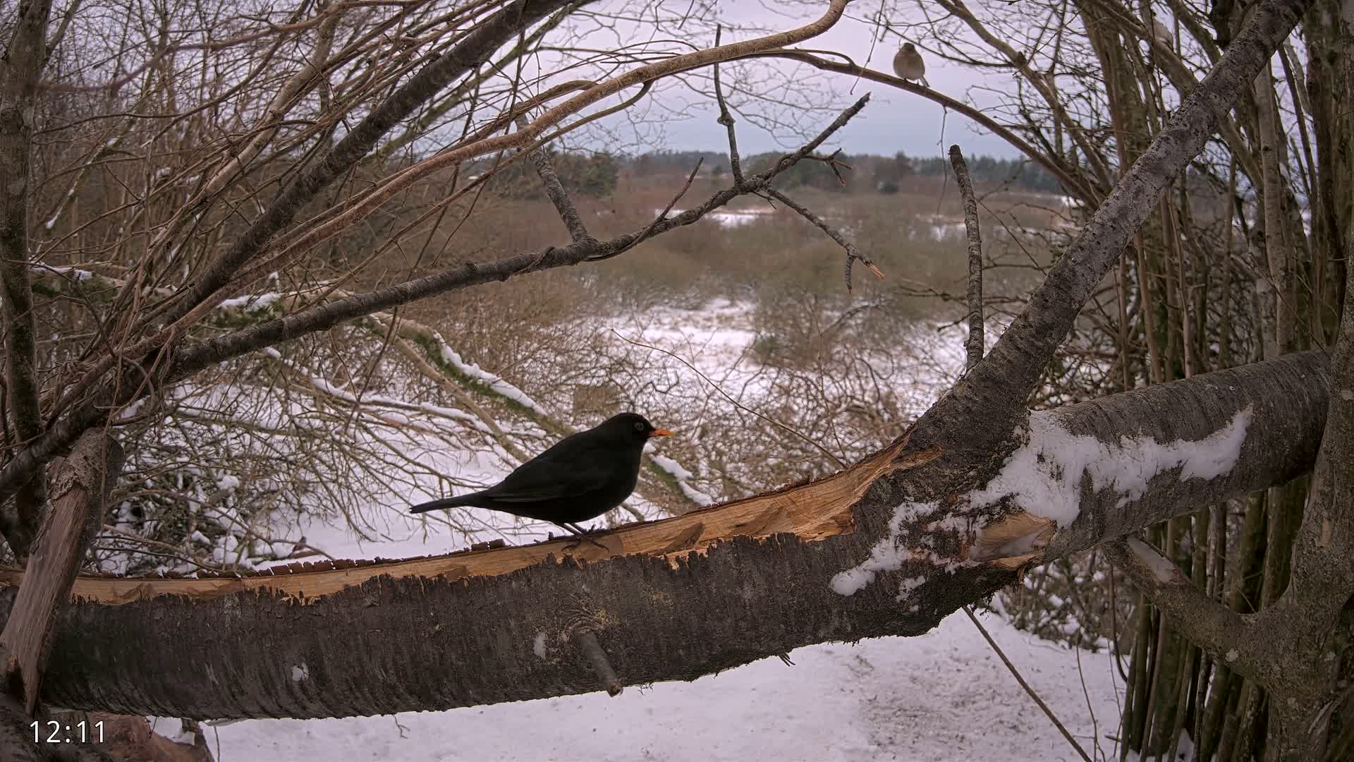 Dronninglund, Birds and Squirrels in the Forest Live Cam - Dronninglund, Bronderslev, Nordjylland(North Denmark), Denmark