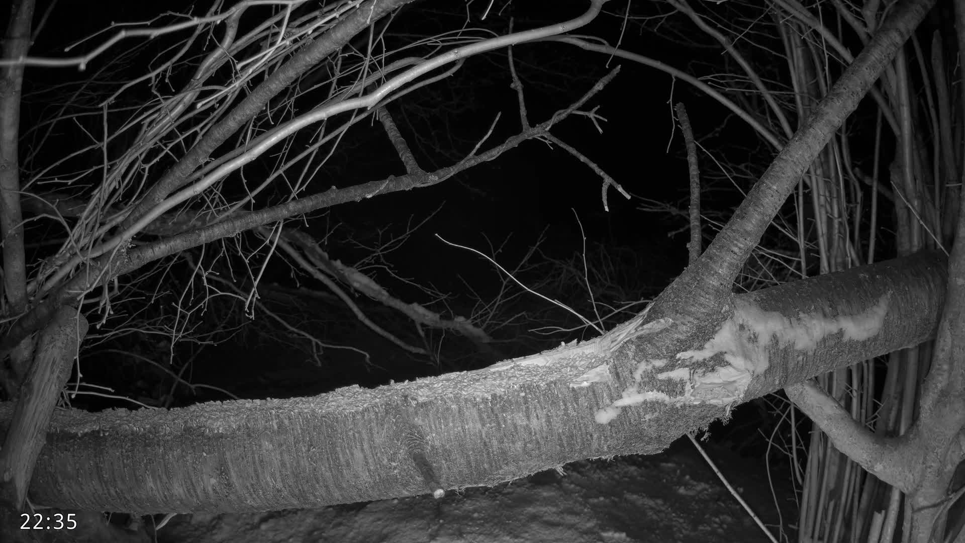 Dronninglund, Birds and Squirrels in the Forest Live Cam - Dronninglund, Bronderslev, Nordjylland(North Denmark), Denmark