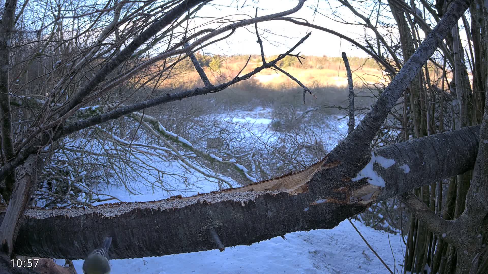 Dronninglund, Birds and Squirrels in the Forest Live Cam - Dronninglund, Bronderslev, Nordjylland(North Denmark), Denmark