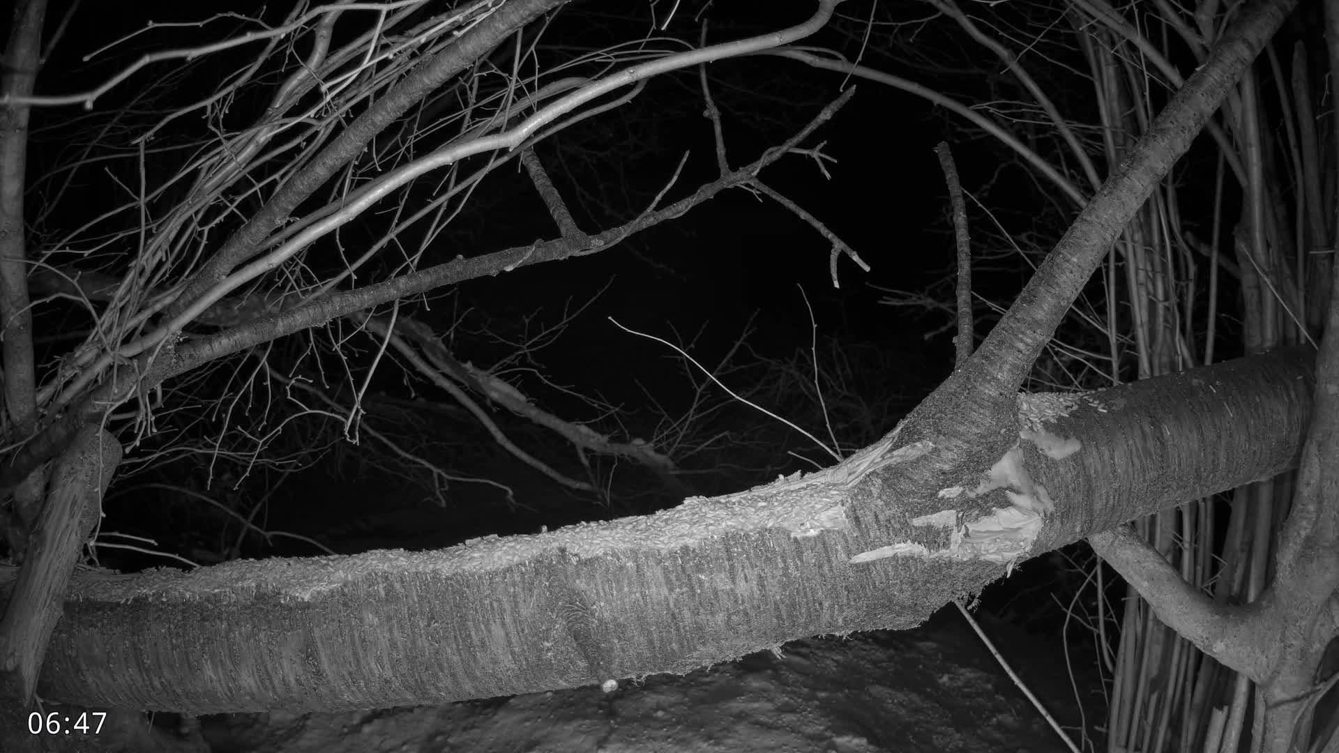Dronninglund, Birds and Squirrels in the Forest Live Cam - Dronninglund, Bronderslev, Nordjylland(North Denmark), Denmark