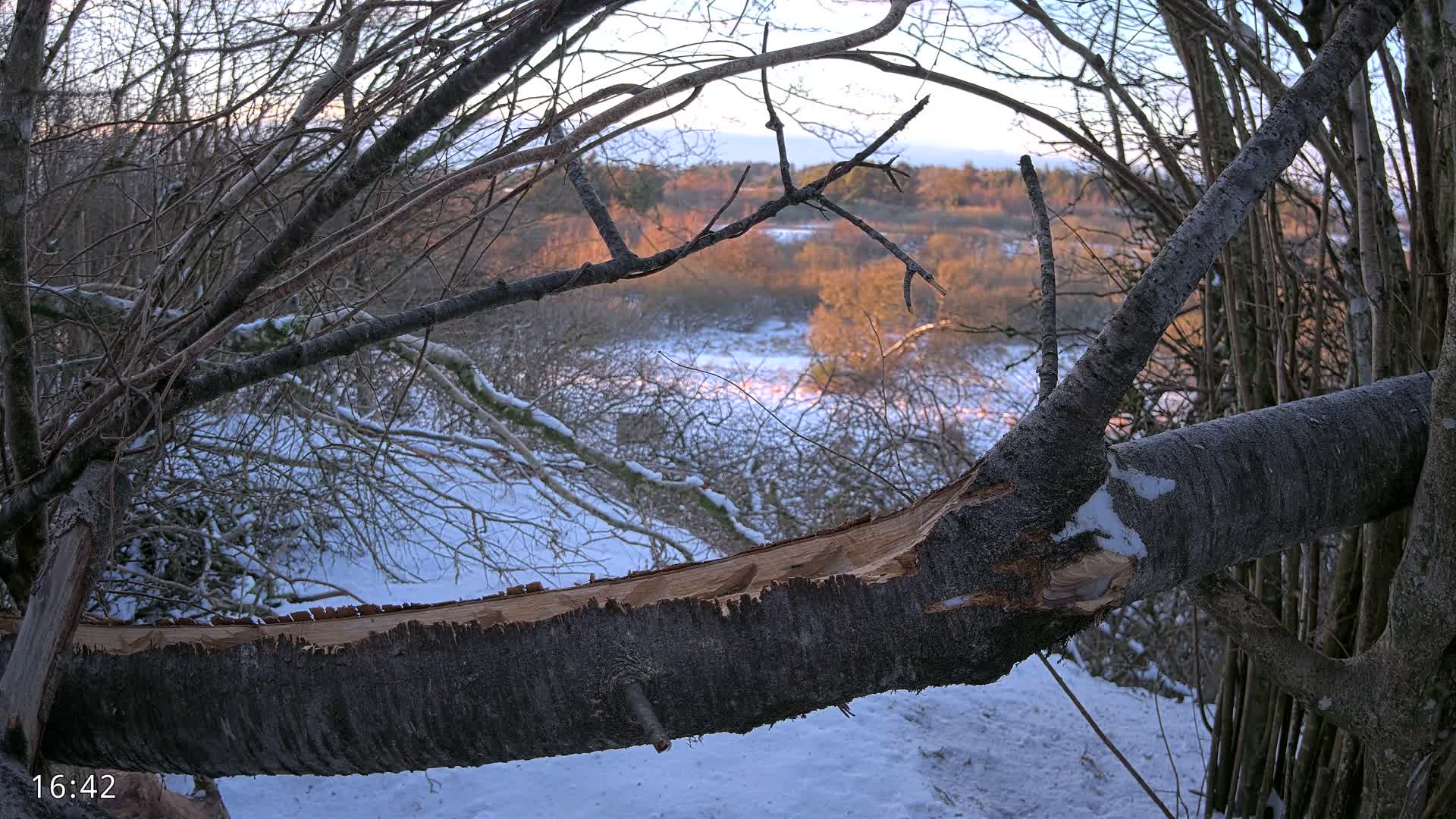Dronninglund, Birds and Squirrels in the Forest Live Cam - Dronninglund, Bronderslev, Nordjylland(North Denmark), Denmark