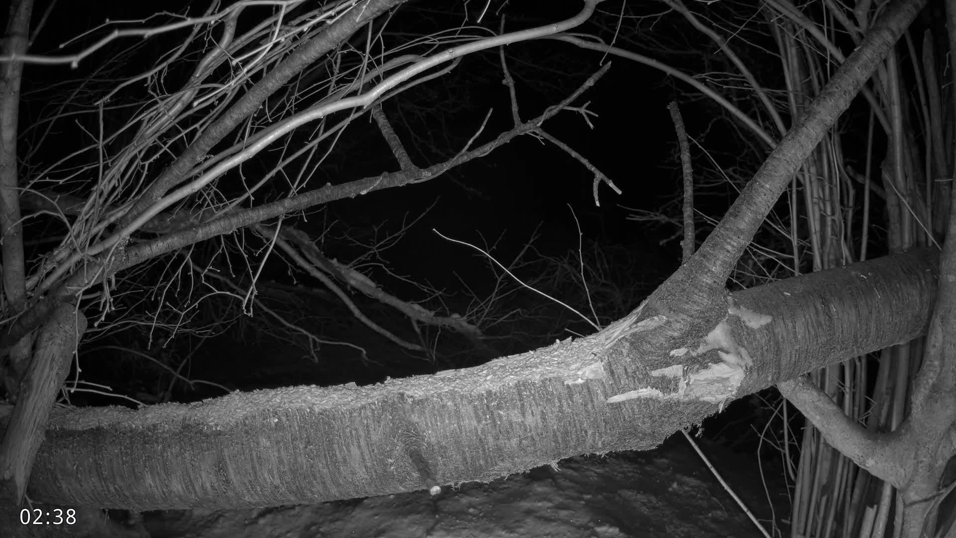 Dronninglund, Birds and Squirrels in the Forest Live Cam - Dronninglund, Bronderslev, Nordjylland(North Denmark), Denmark