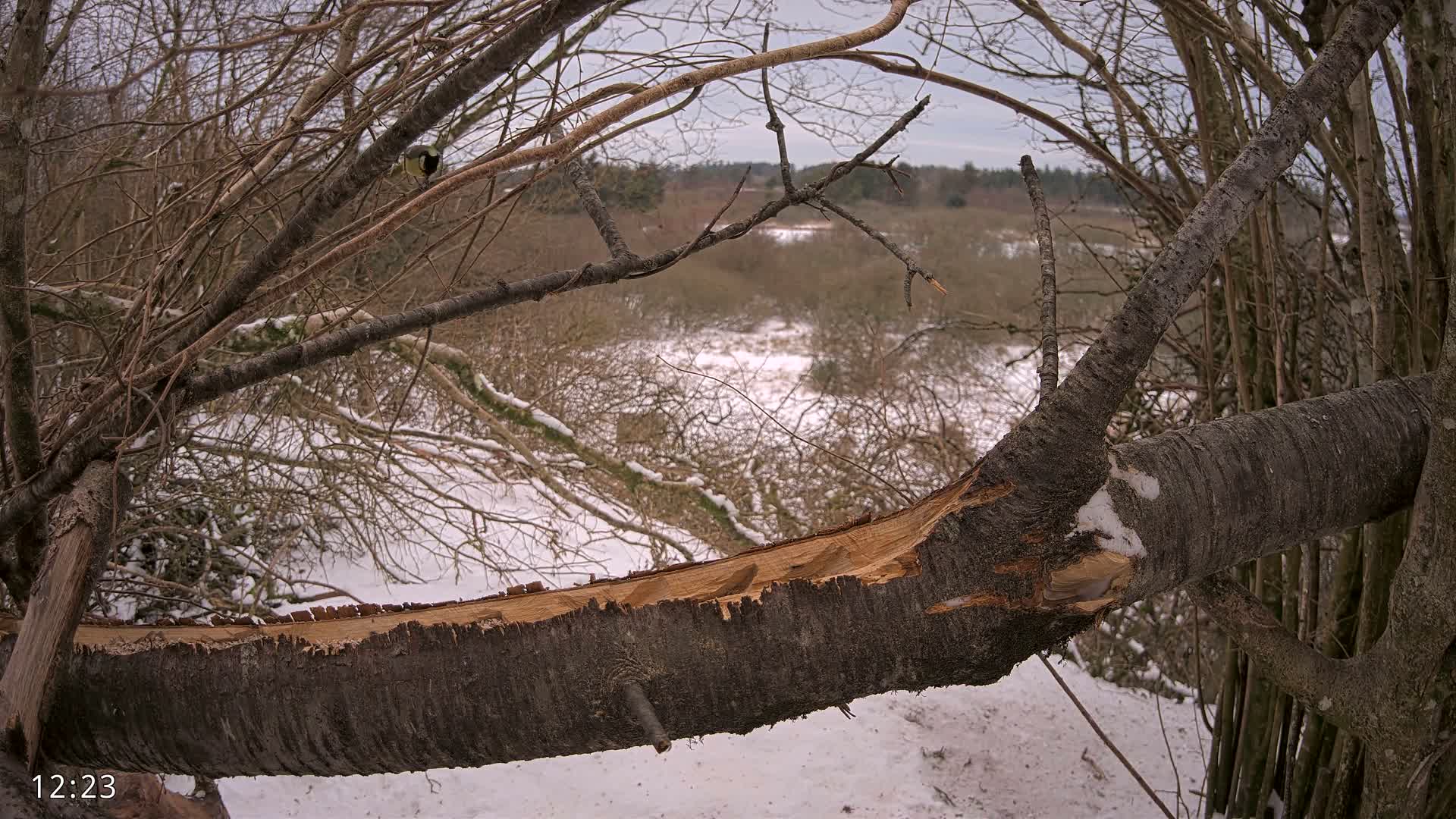 Dronninglund, Birds and Squirrels in the Forest Live Cam - Dronninglund, Bronderslev, Nordjylland(North Denmark), Denmark