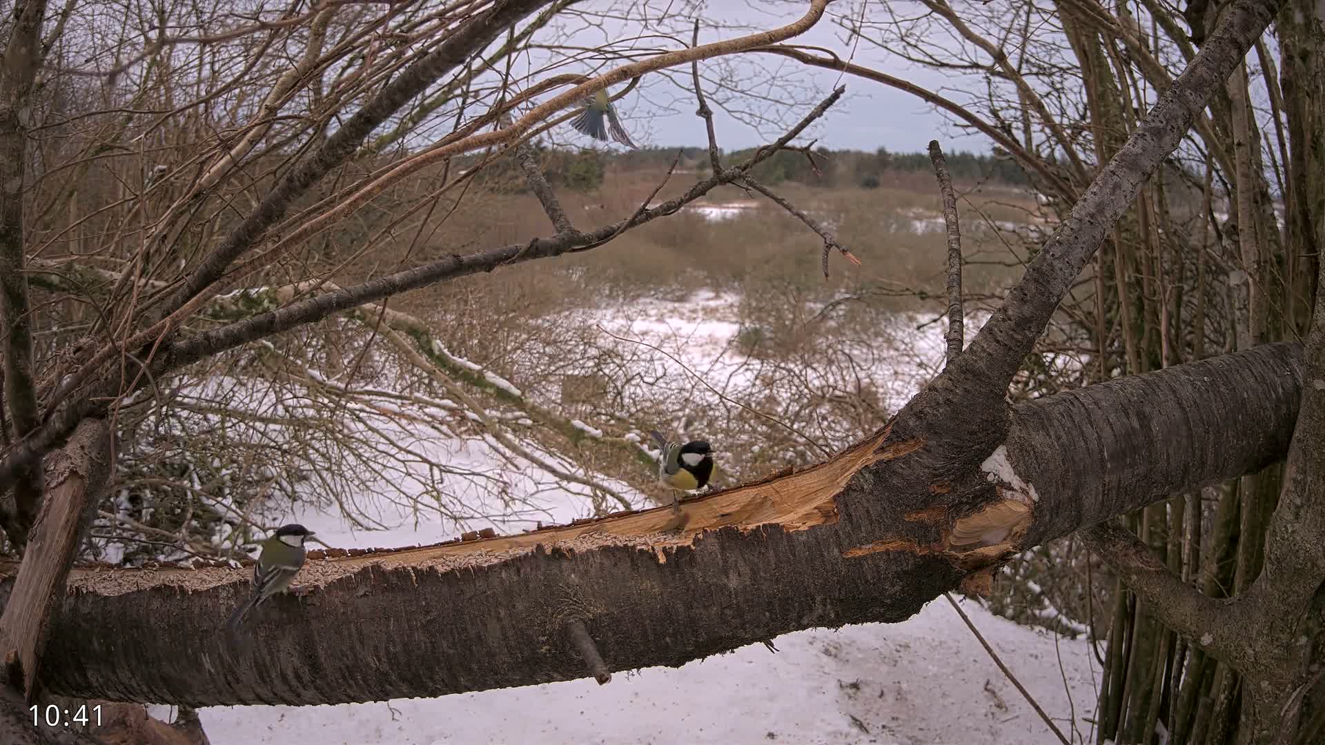 Dronninglund, Birds and Squirrels in the Forest Live Cam - Dronninglund, Bronderslev, Nordjylland(North Denmark), Denmark