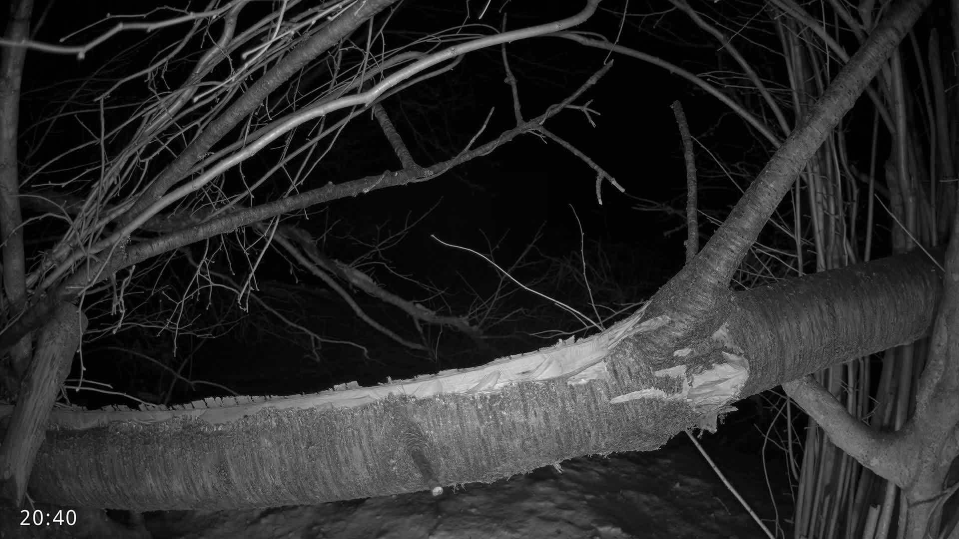 Dronninglund, Birds and Squirrels in the Forest Live Cam - Dronninglund, Bronderslev, Nordjylland(North Denmark), Denmark