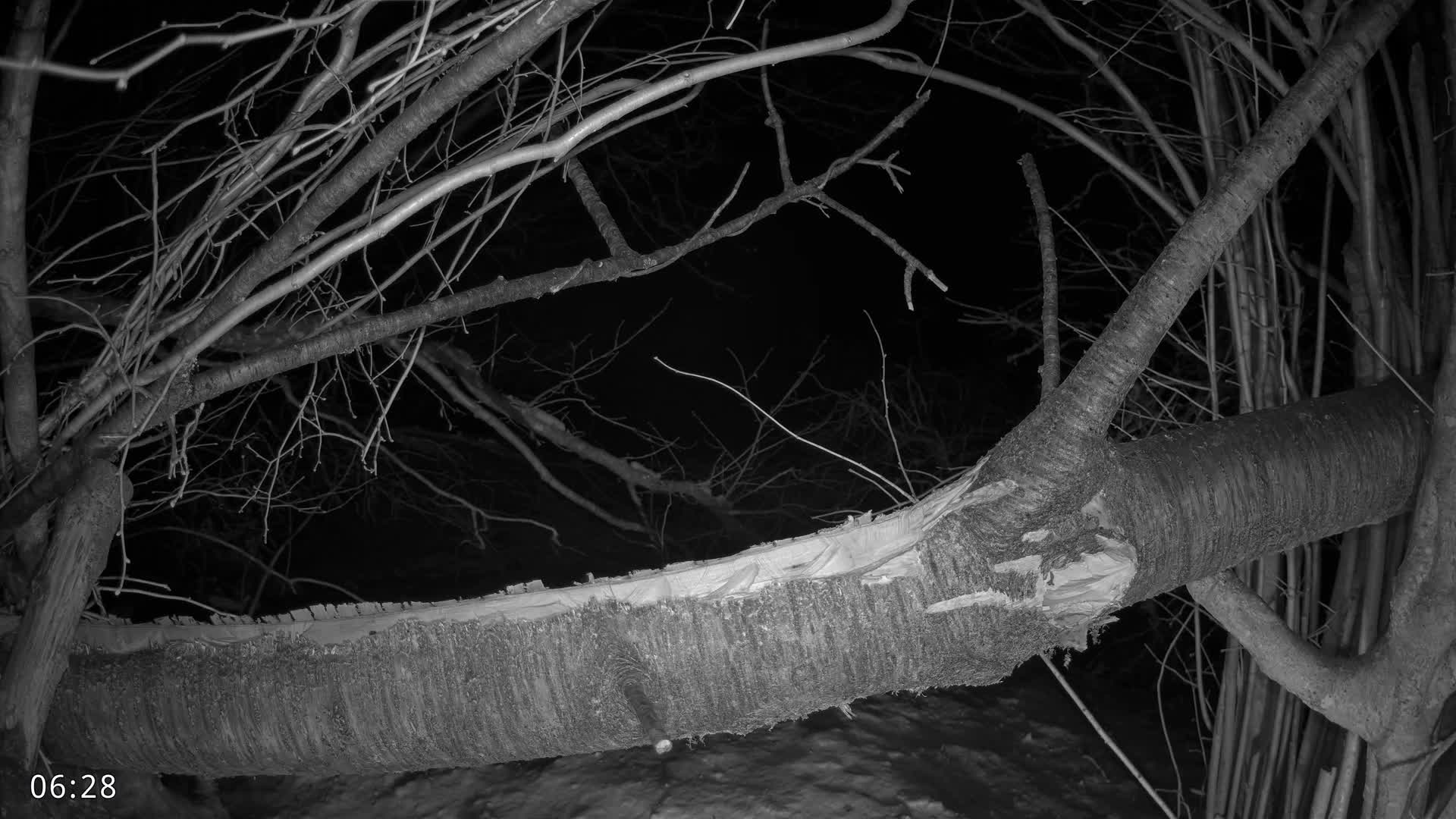 Dronninglund, Birds and Squirrels in the Forest Live Cam - Dronninglund, Bronderslev, Nordjylland(North Denmark), Denmark