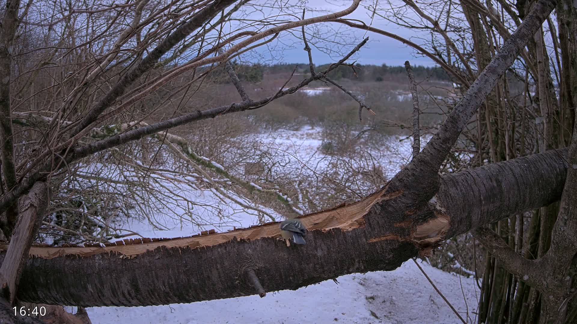 Dronninglund, Birds and Squirrels in the Forest Live Cam - Dronninglund, Bronderslev, Nordjylland(North Denmark), Denmark