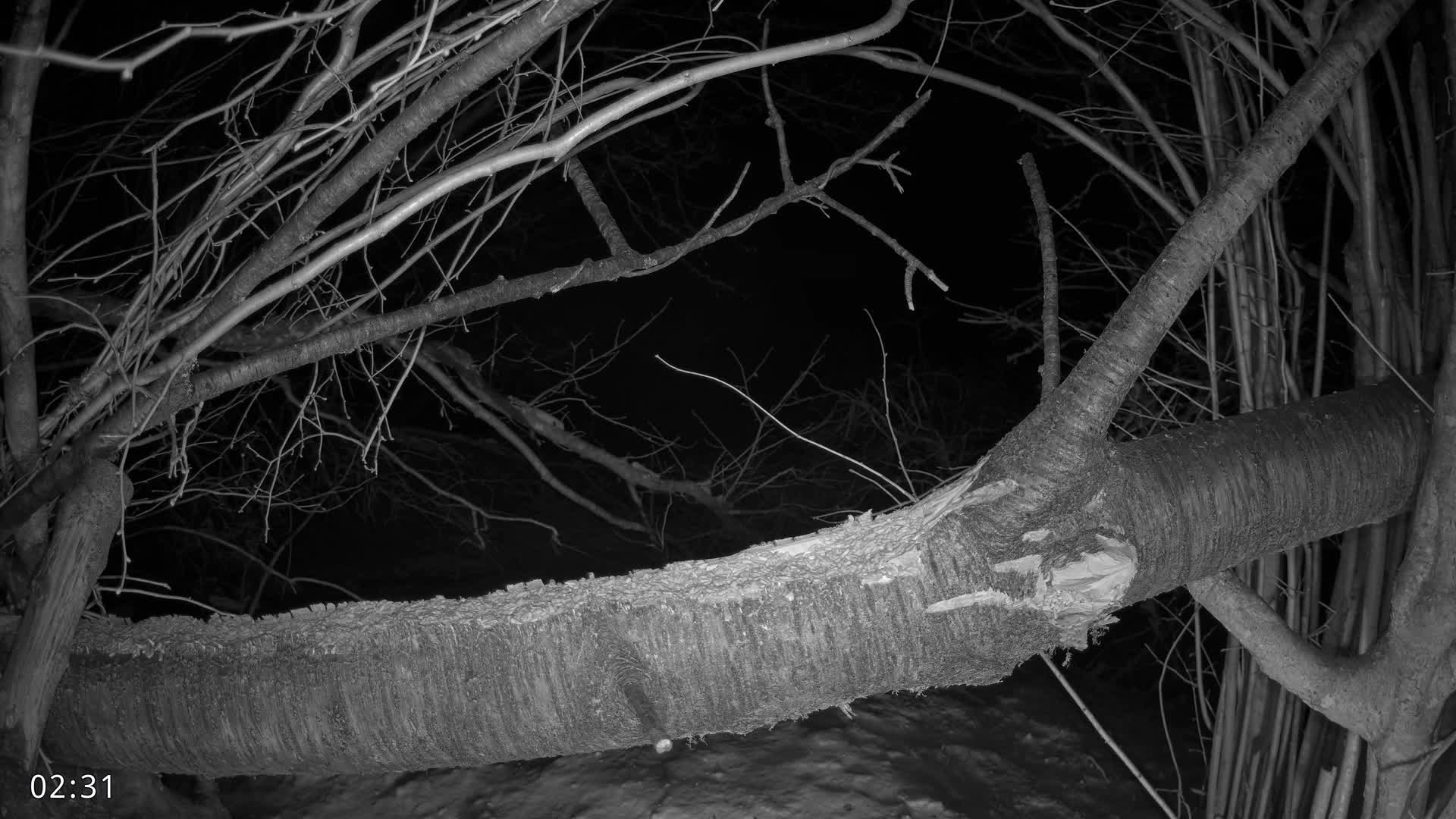 Dronninglund, Birds and Squirrels in the Forest Live Cam - Dronninglund, Bronderslev, Nordjylland(North Denmark), Denmark