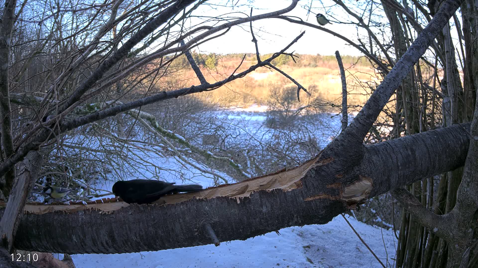 Dronninglund, Birds and Squirrels in the Forest Live Cam - Dronninglund, Bronderslev, Nordjylland(North Denmark), Denmark
