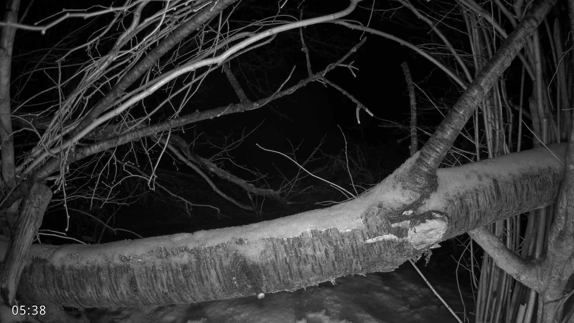 Dronninglund, Birds and Squirrels in the Forest Live Cam - Dronninglund, Bronderslev, Nordjylland(North Denmark), Denmark