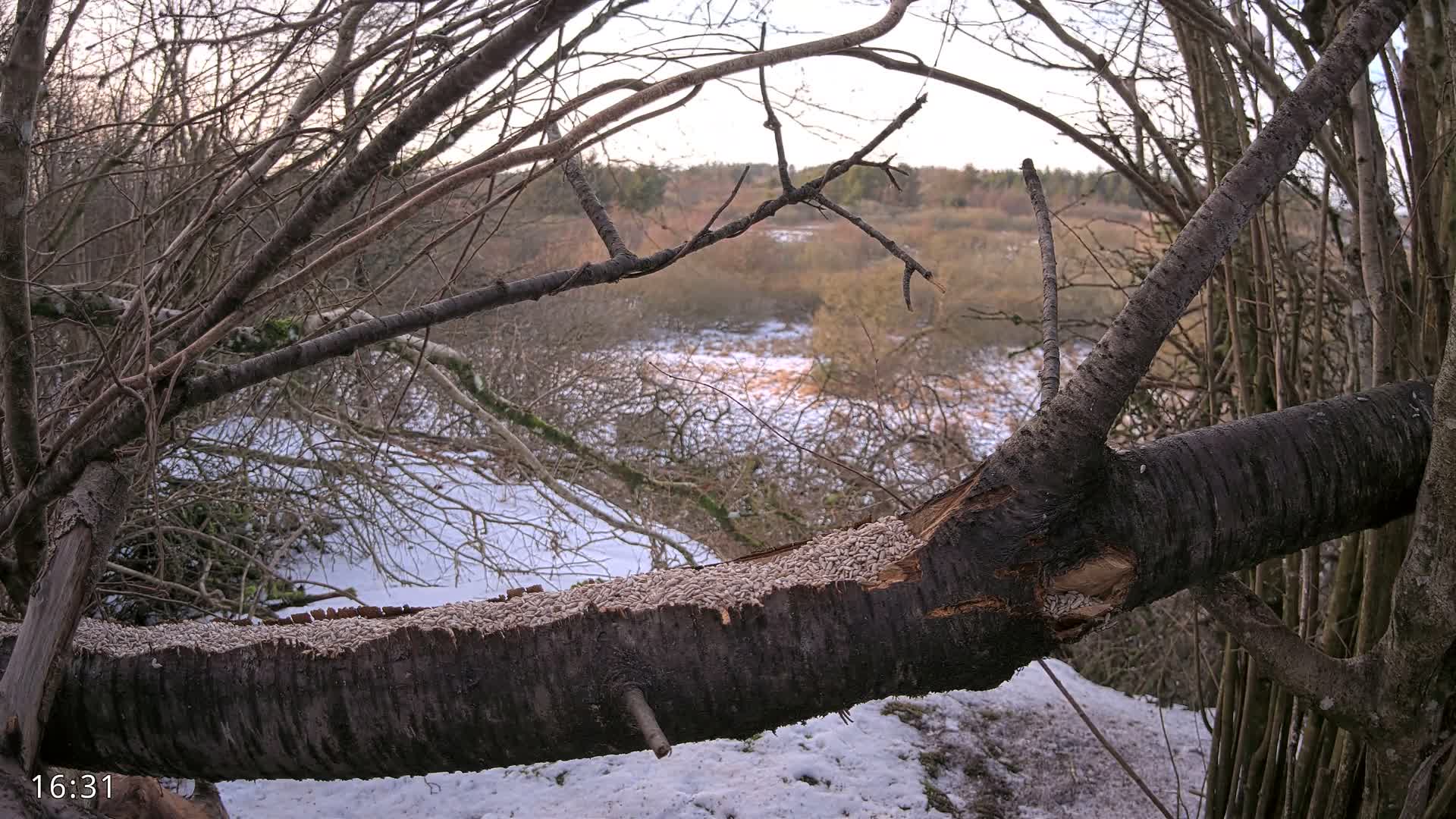 Dronninglund, Birds and Squirrels in the Forest Live Cam - Dronninglund, Bronderslev, Nordjylland(North Denmark), Denmark