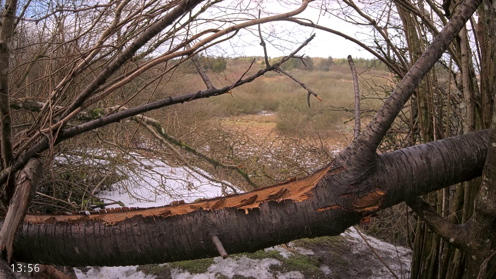 Dronninglund, Birds and Squirrels in the Forest Live Cam - Dronninglund, Bronderslev, Nordjylland(North Denmark), Denmark
