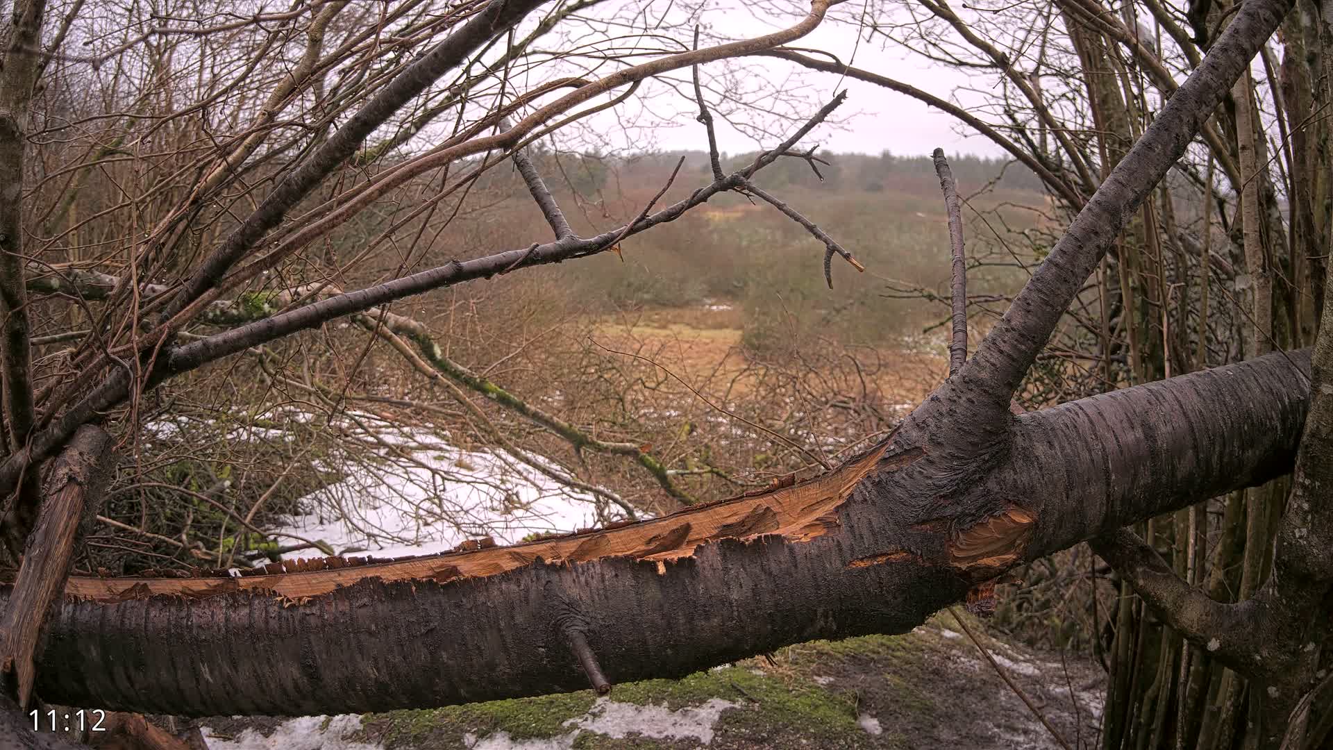 Dronninglund, Birds and Squirrels in the Forest Live Cam - Dronninglund, Bronderslev, Nordjylland(North Denmark), Denmark