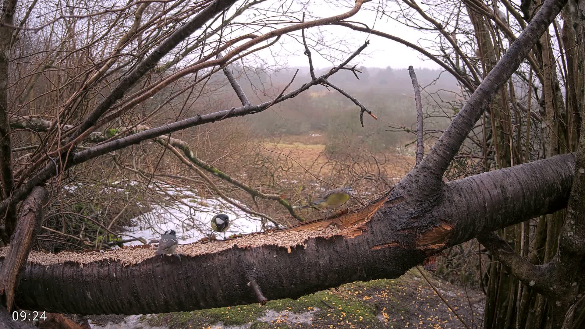 Dronninglund, Birds and Squirrels in the Forest Live Cam - Dronninglund, Bronderslev, Nordjylland(North Denmark), Denmark