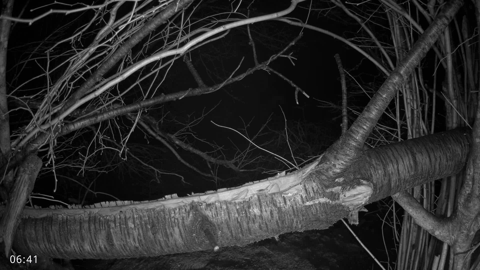 Dronninglund, Birds and Squirrels in the Forest Live Cam - Dronninglund, Bronderslev, Nordjylland(North Denmark), Denmark