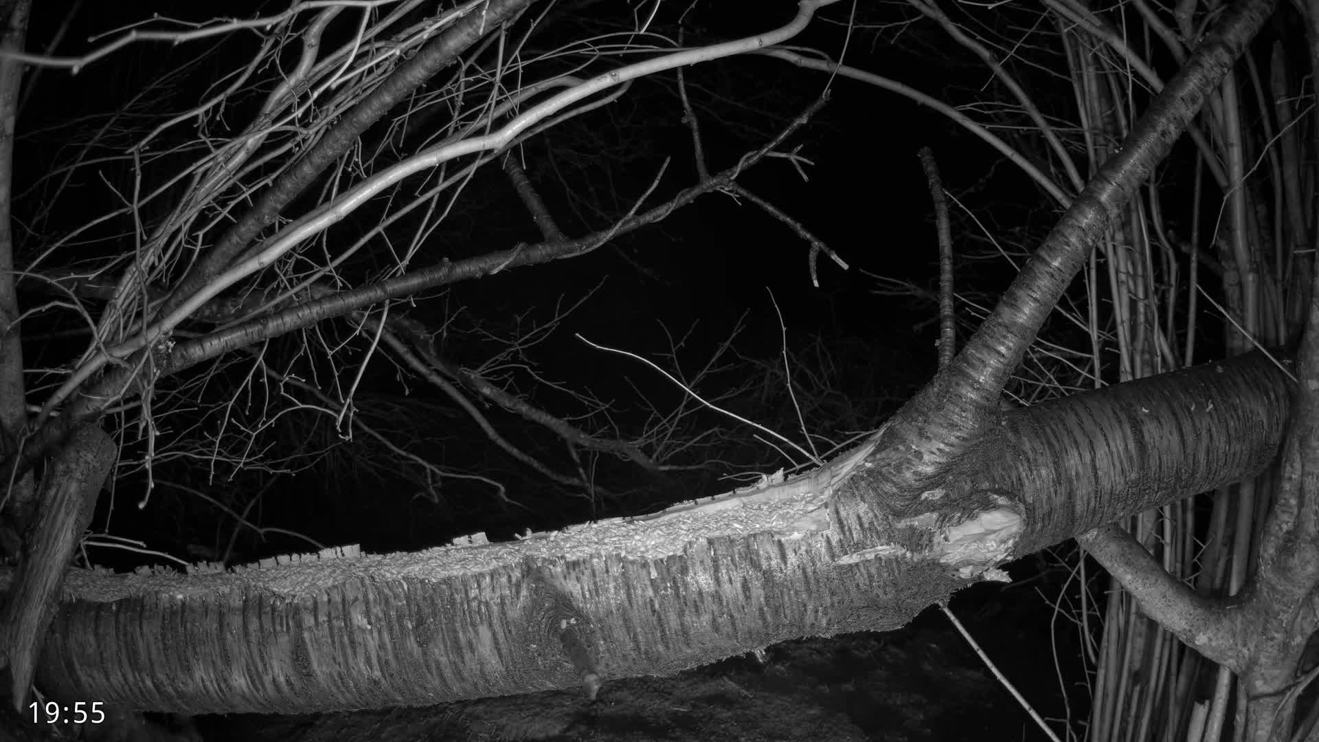 Dronninglund, Birds and Squirrels in the Forest Live Cam - Dronninglund, Bronderslev, Nordjylland(North Denmark), Denmark