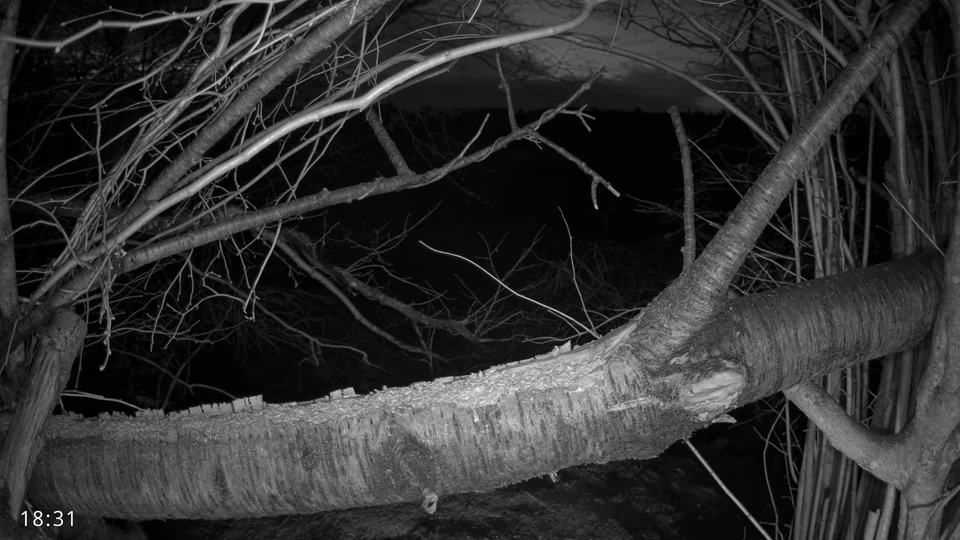 Dronninglund, Birds and Squirrels in the Forest Live Cam - Dronninglund, Bronderslev, Nordjylland(North Denmark), Denmark