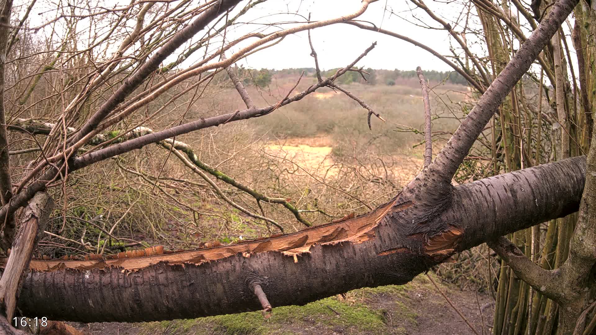 Dronninglund, Birds and Squirrels in the Forest Live Cam - Dronninglund, Bronderslev, Nordjylland(North Denmark), Denmark