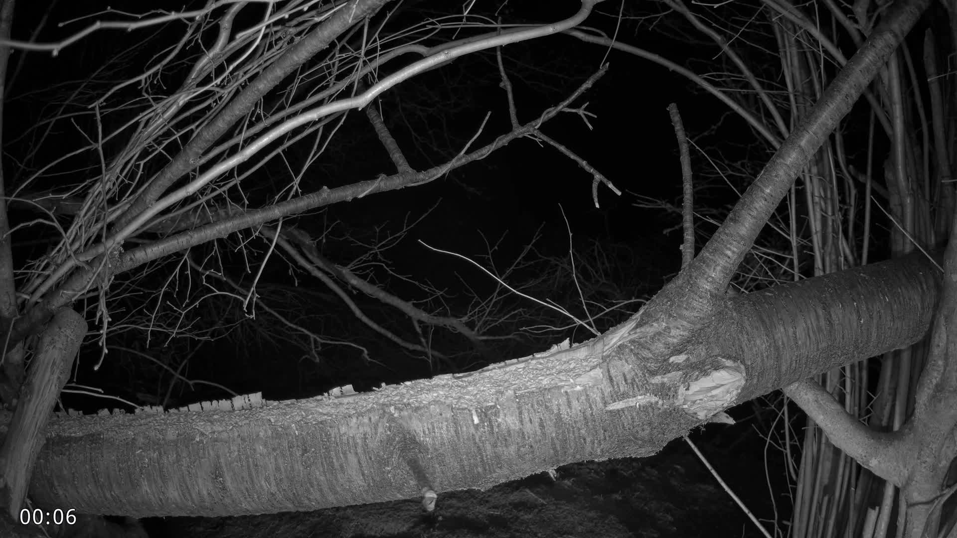 Dronninglund, Birds and Squirrels in the Forest Live Cam - Dronninglund, Bronderslev, Nordjylland(North Denmark), Denmark