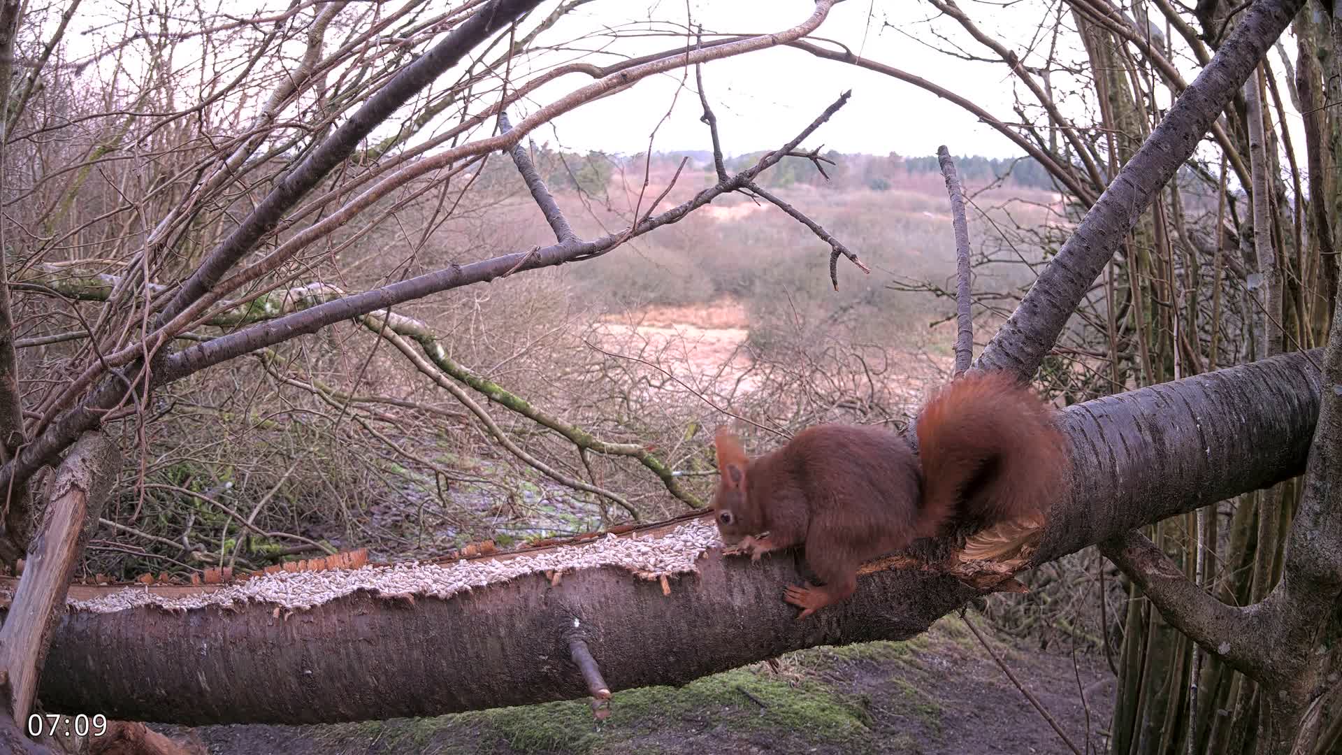 Dronninglund, Birds and Squirrels in the Forest Live Cam - Dronninglund, Bronderslev, Nordjylland(North Denmark), Denmark