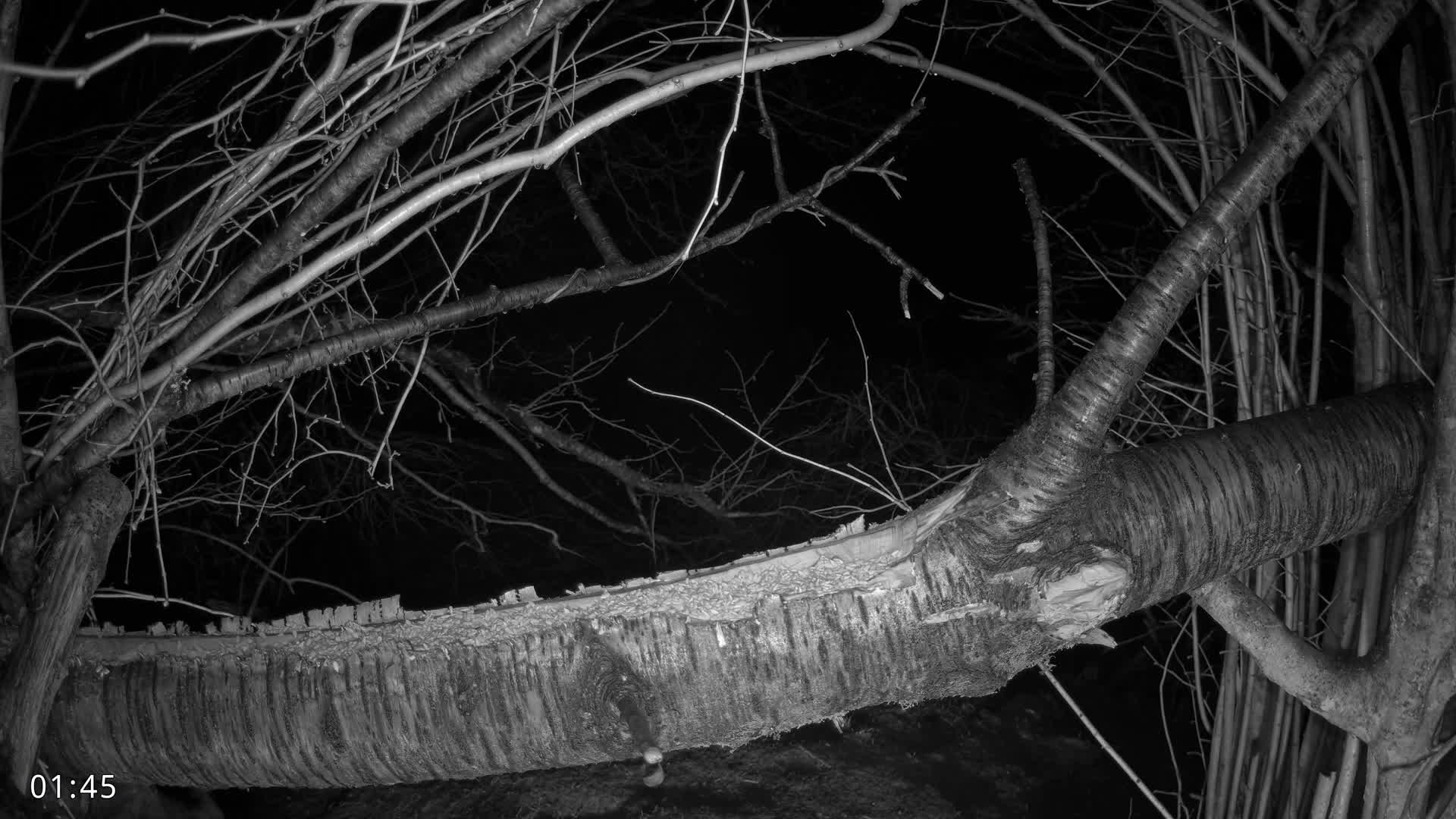 Dronninglund, Birds and Squirrels in the Forest Live Cam - Dronninglund, Bronderslev, Nordjylland(North Denmark), Denmark